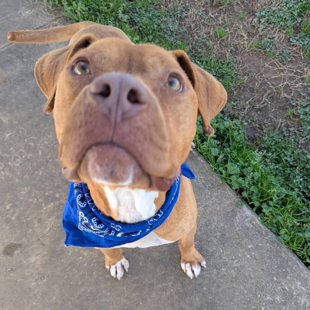 Enlarge Drip Jr, a Adoptable Mixed Breed in Columbiana, AL image 3/6