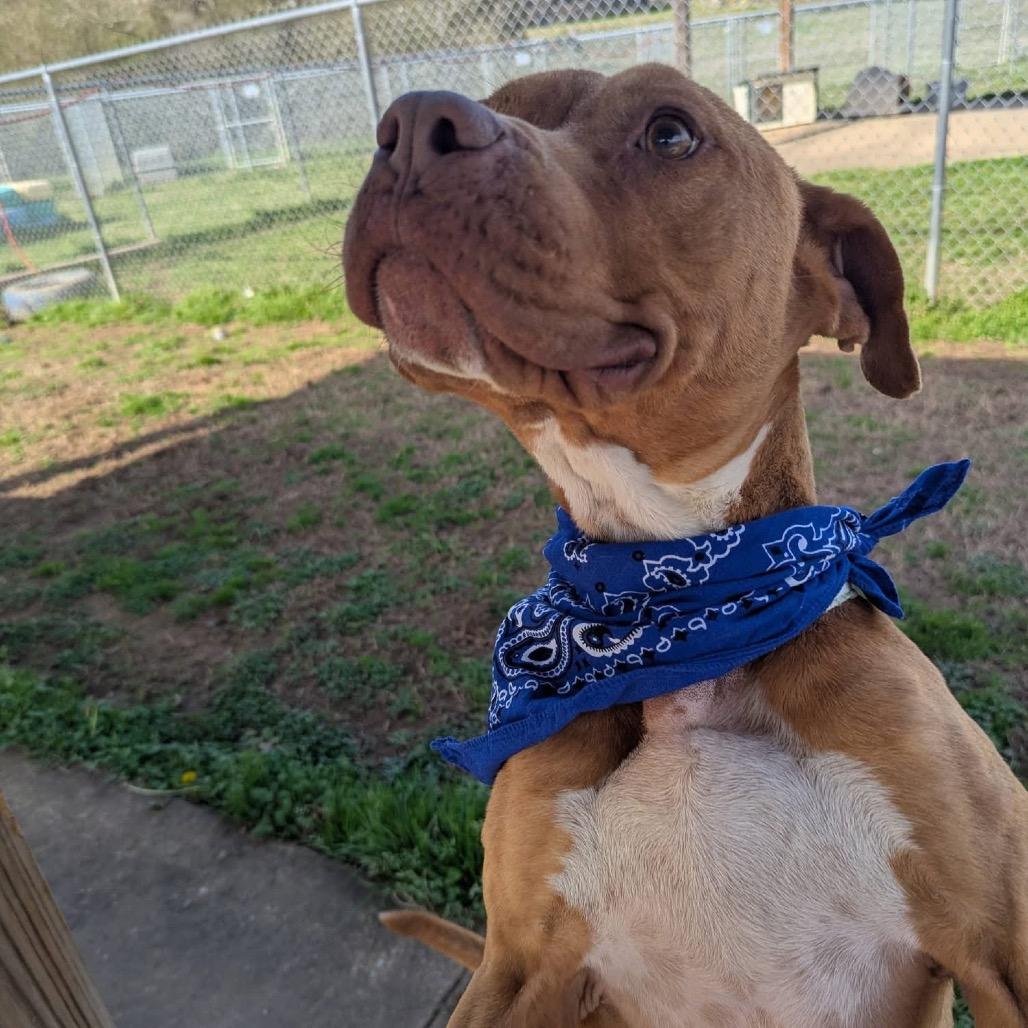 Enlarge Drip Jr, a Adoptable Mixed Breed in Columbiana, AL image 4/6