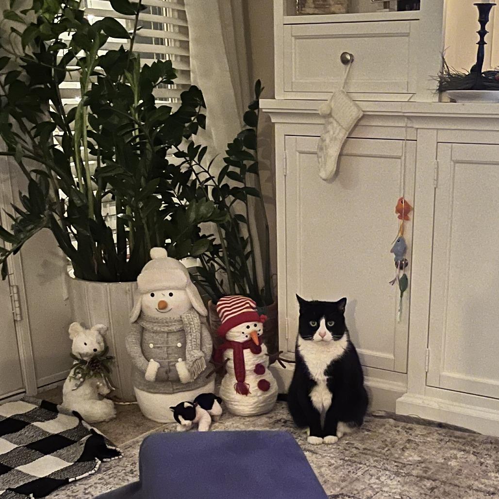 Thor, Adoptable, Adult Male Domestic Short Hair.