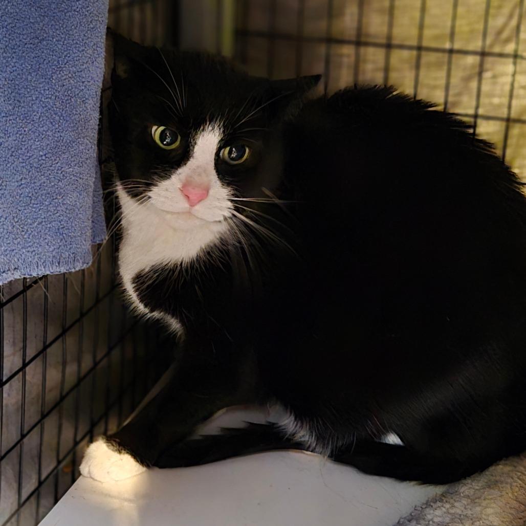 Enlarge Thor, a Adoptable Domestic Short Hair in Charlottesville, VA image 3/4