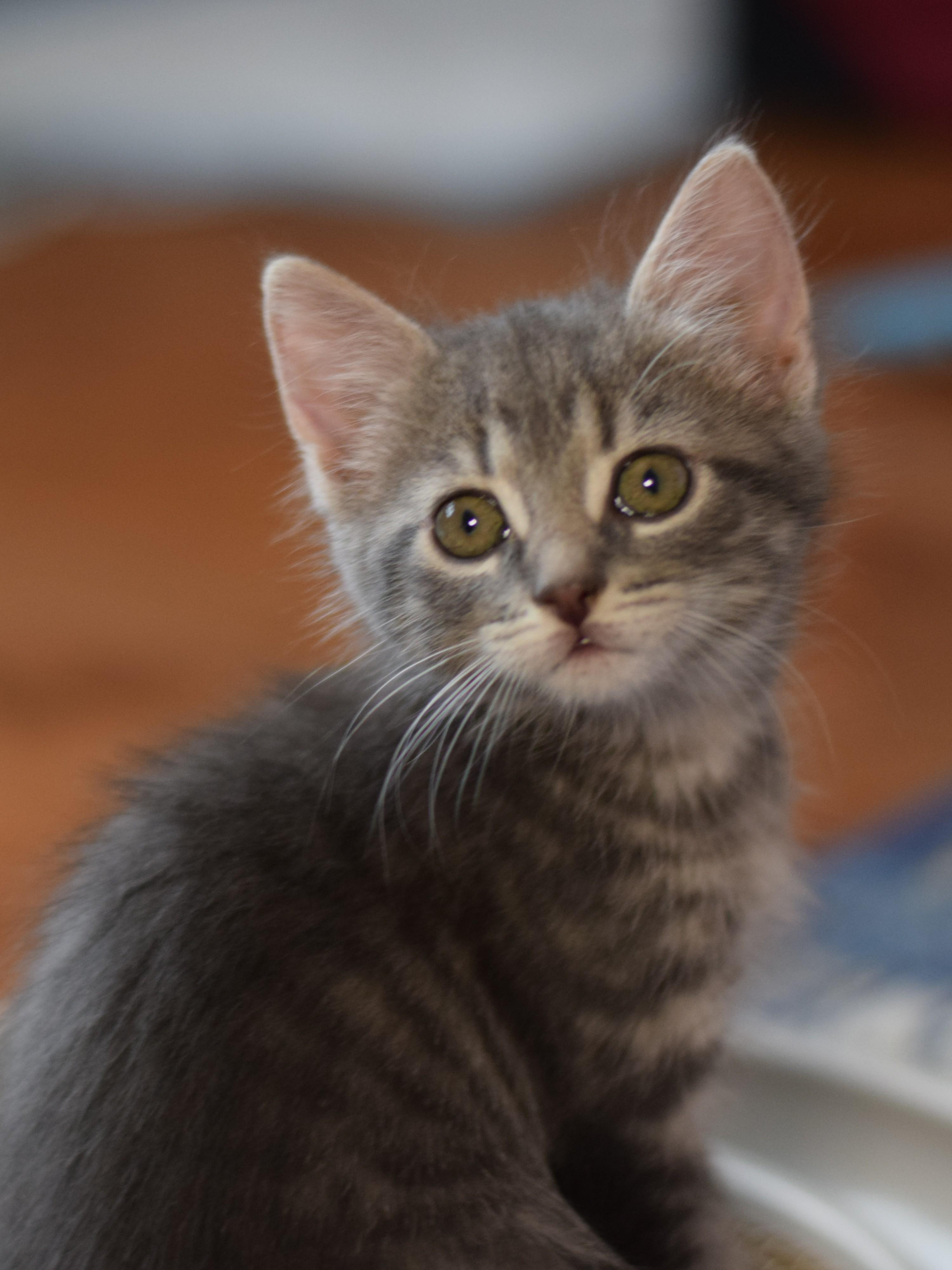 Enlarge Gracie, an adoptable Domestic Short Hair in Mt Pleasant, SC image 3/6