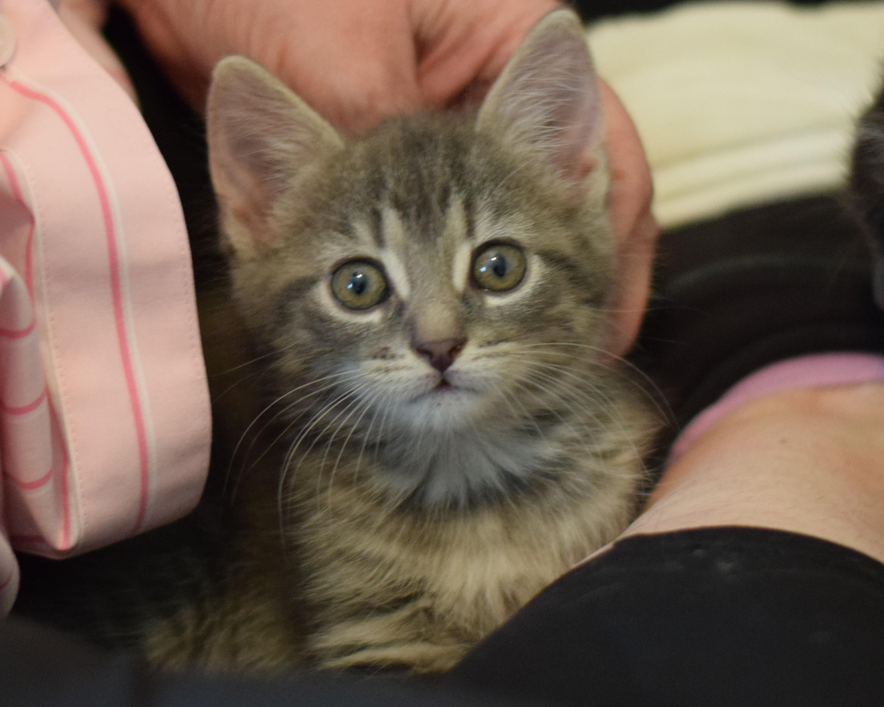 Enlarge Gracie, an adoptable Domestic Short Hair in Mt Pleasant, SC image 5/6