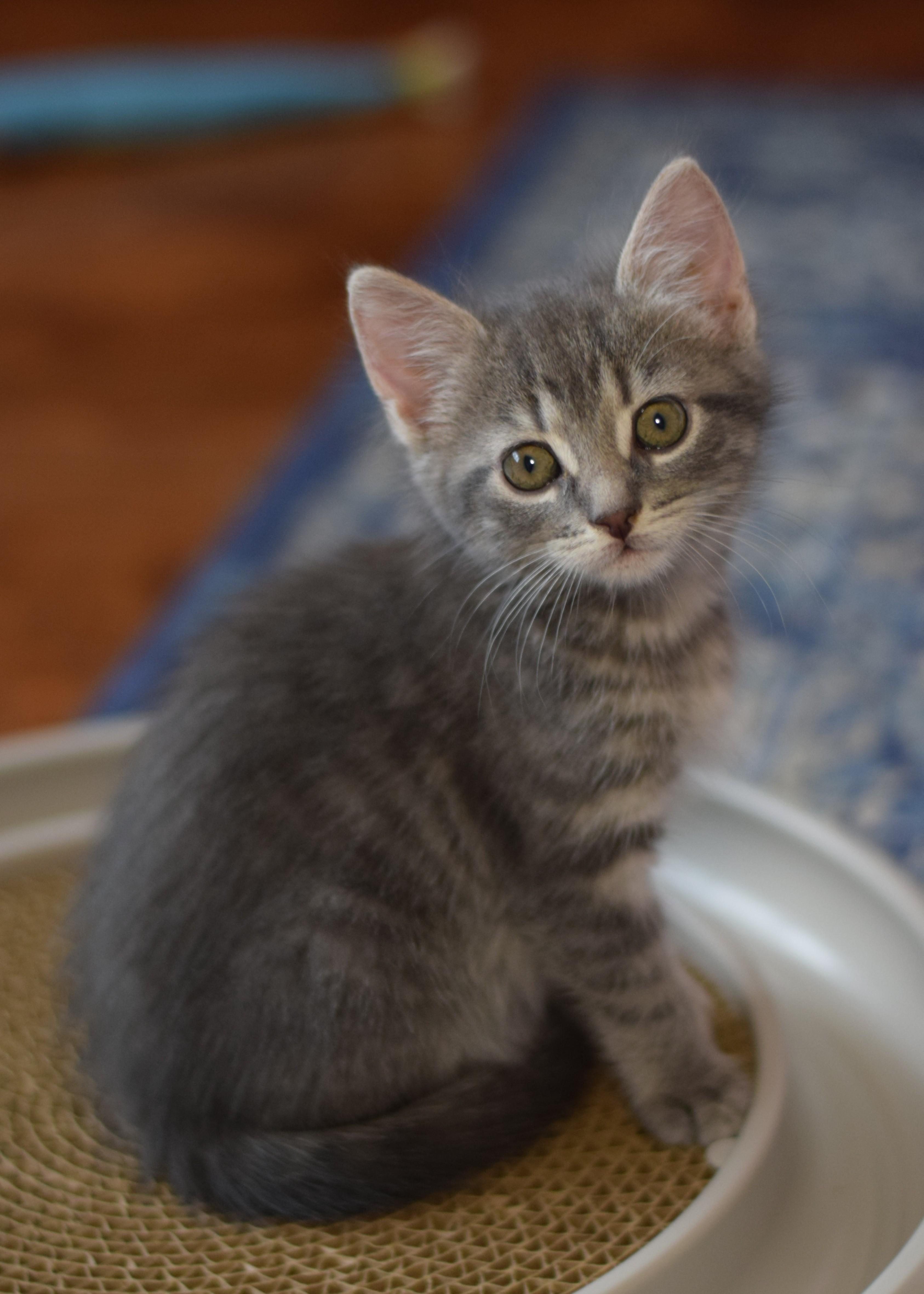 Enlarge Gracie, an adoptable Domestic Short Hair in Mt Pleasant, SC image 2/6