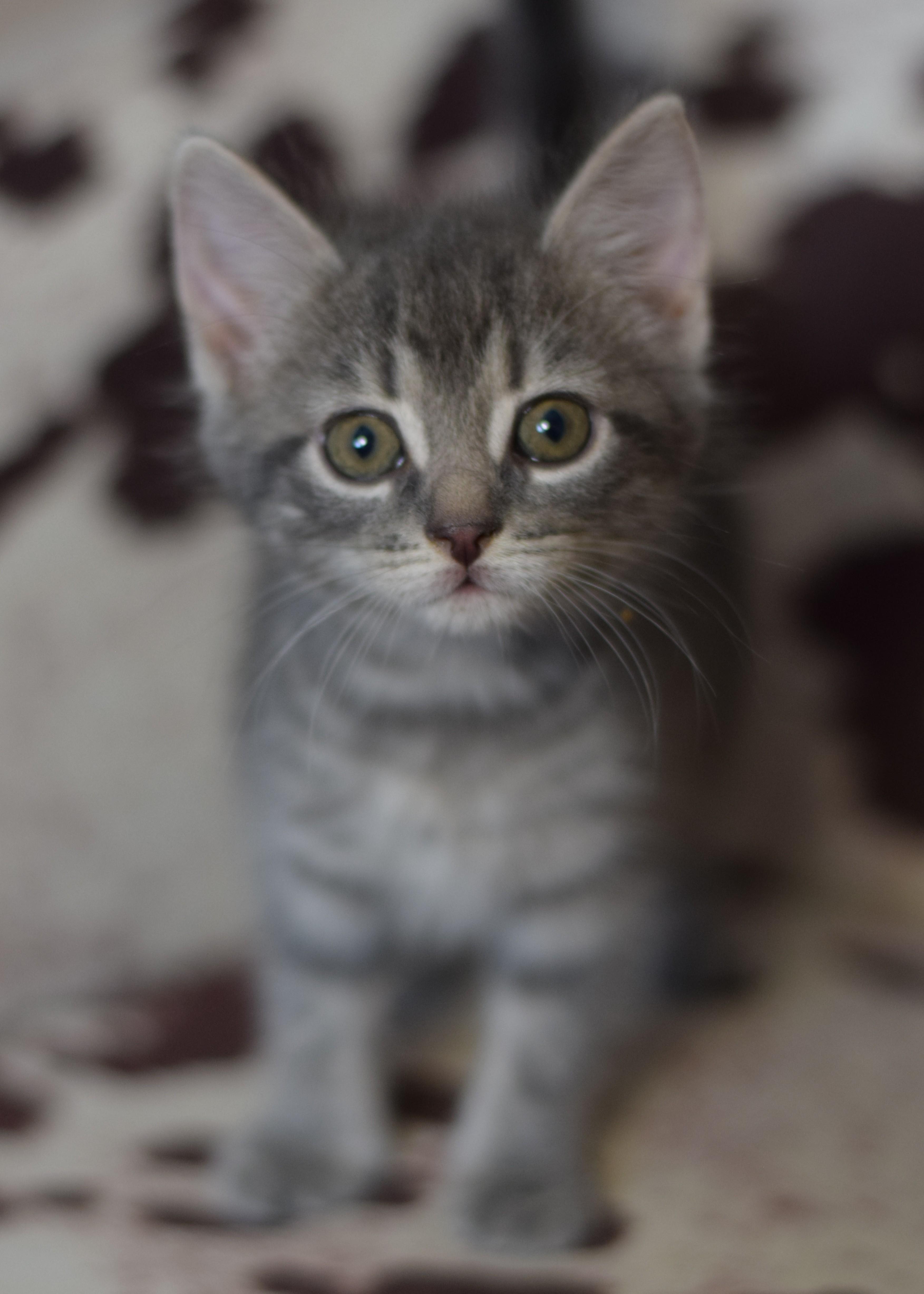 Enlarge Gracie, an adoptable Domestic Short Hair in Mt Pleasant, SC image 4/6