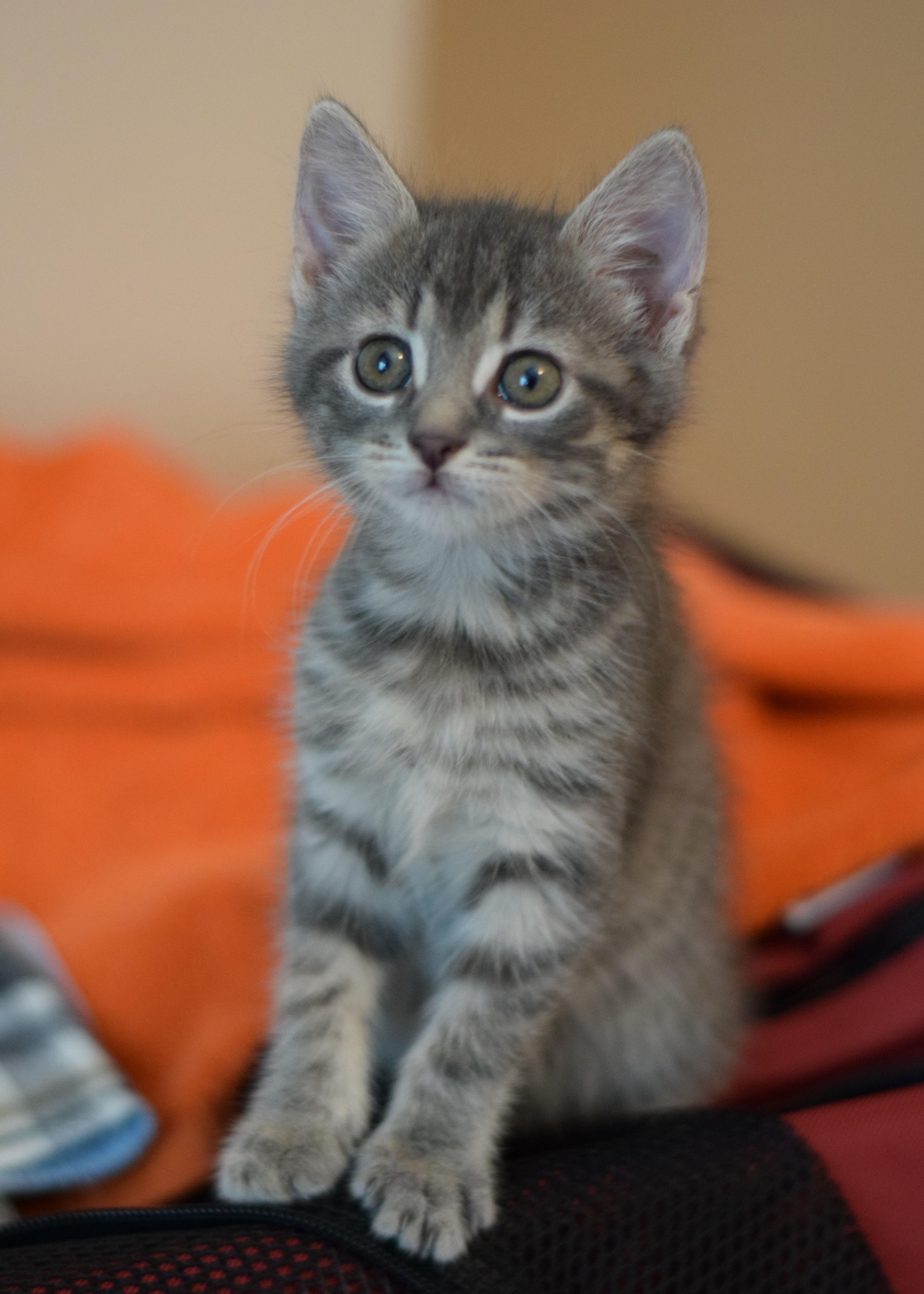 Enlarge Gracie, an adoptable Domestic Short Hair in Mt Pleasant, SC image 1/6
