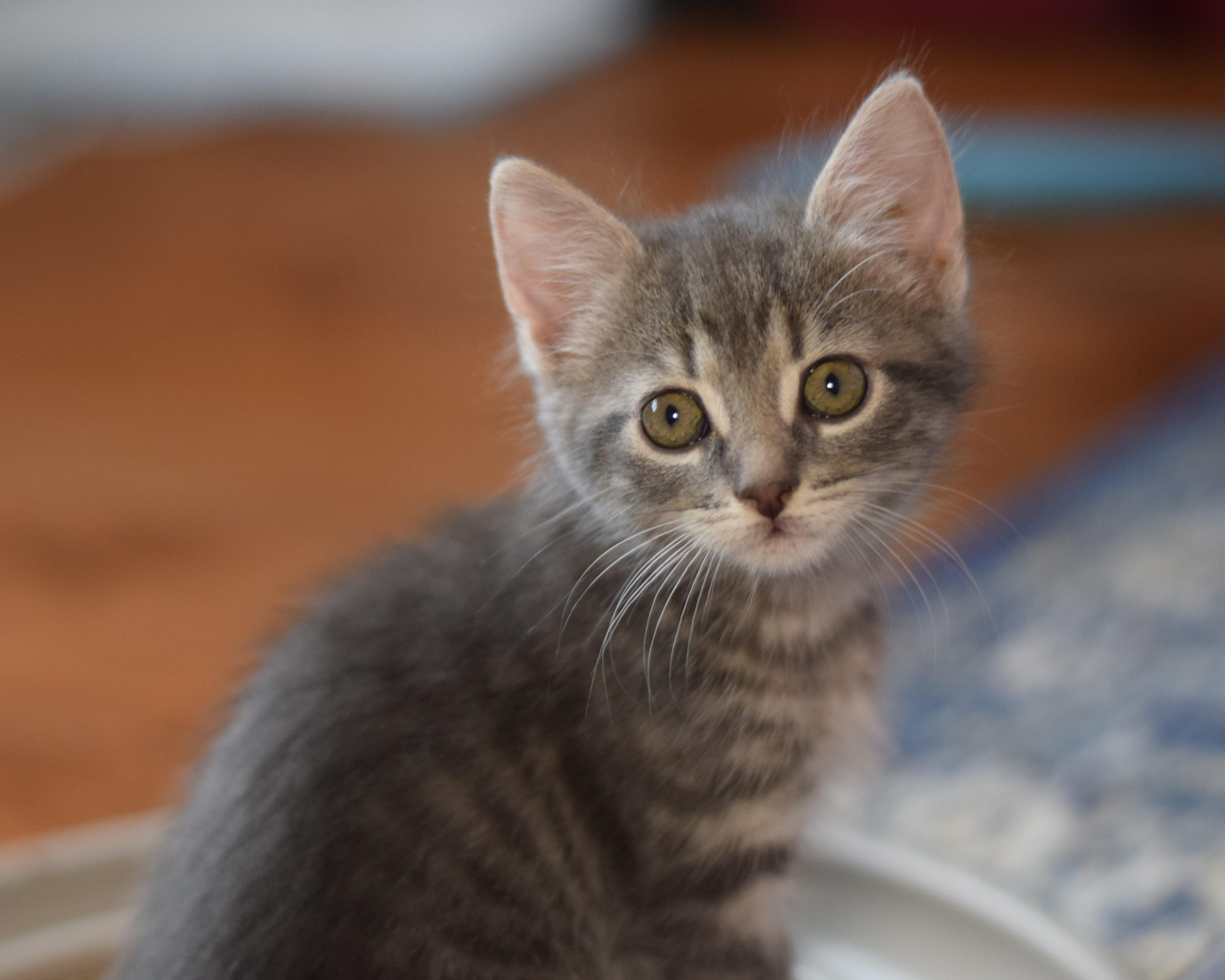 Enlarge Gracie, an adoptable Domestic Short Hair in Mt Pleasant, SC image 6/6