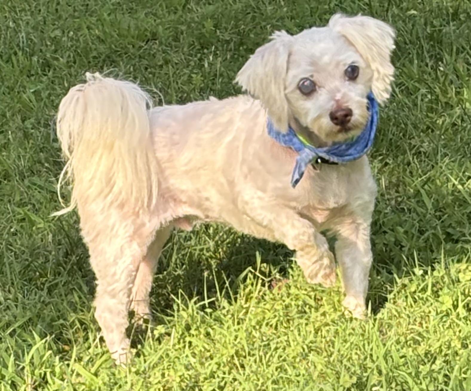 Patches, Adoptable, Senior Male Shih Tzu & Maltese.