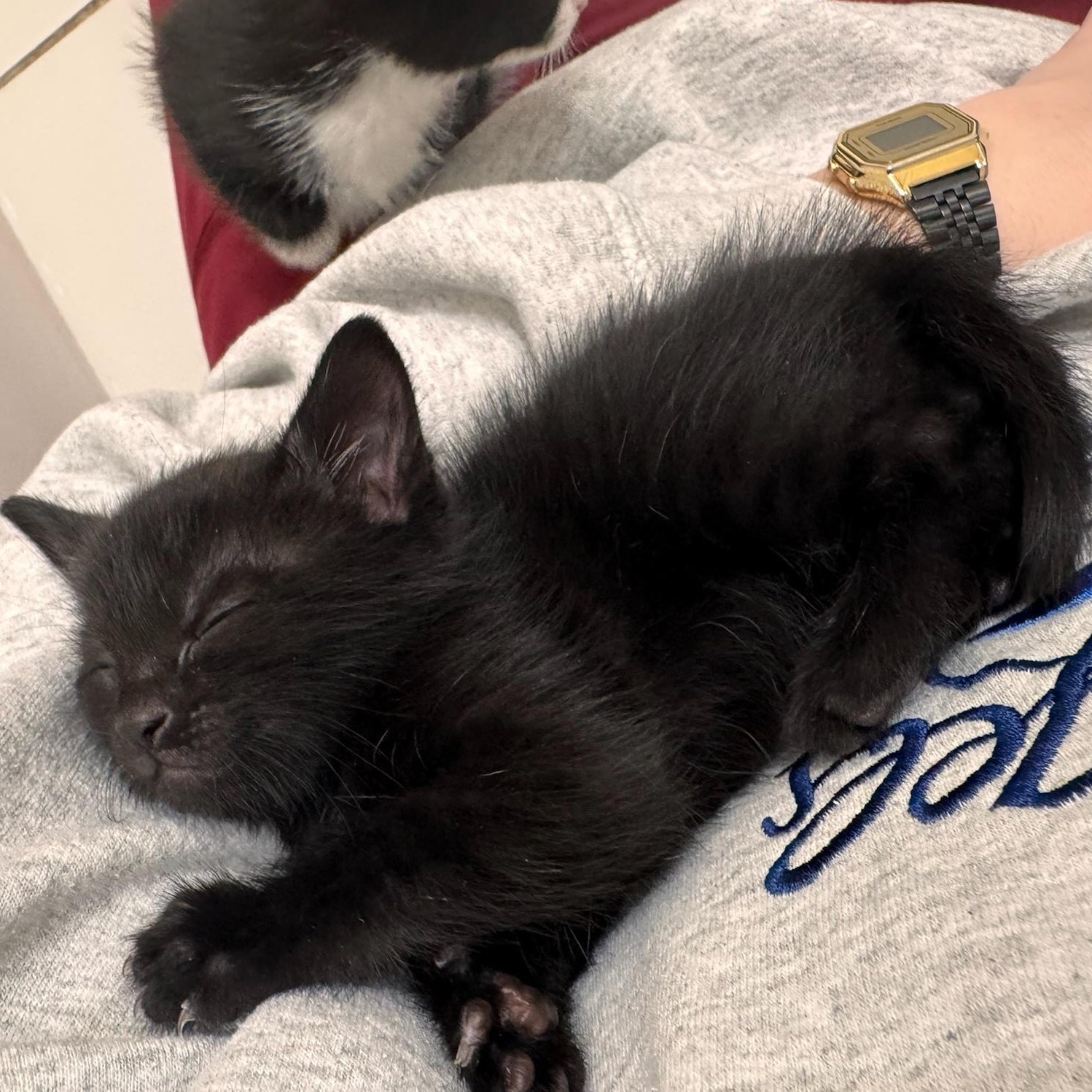 Mia and Max, adopted, Kitten Male Domestic Short Hair.