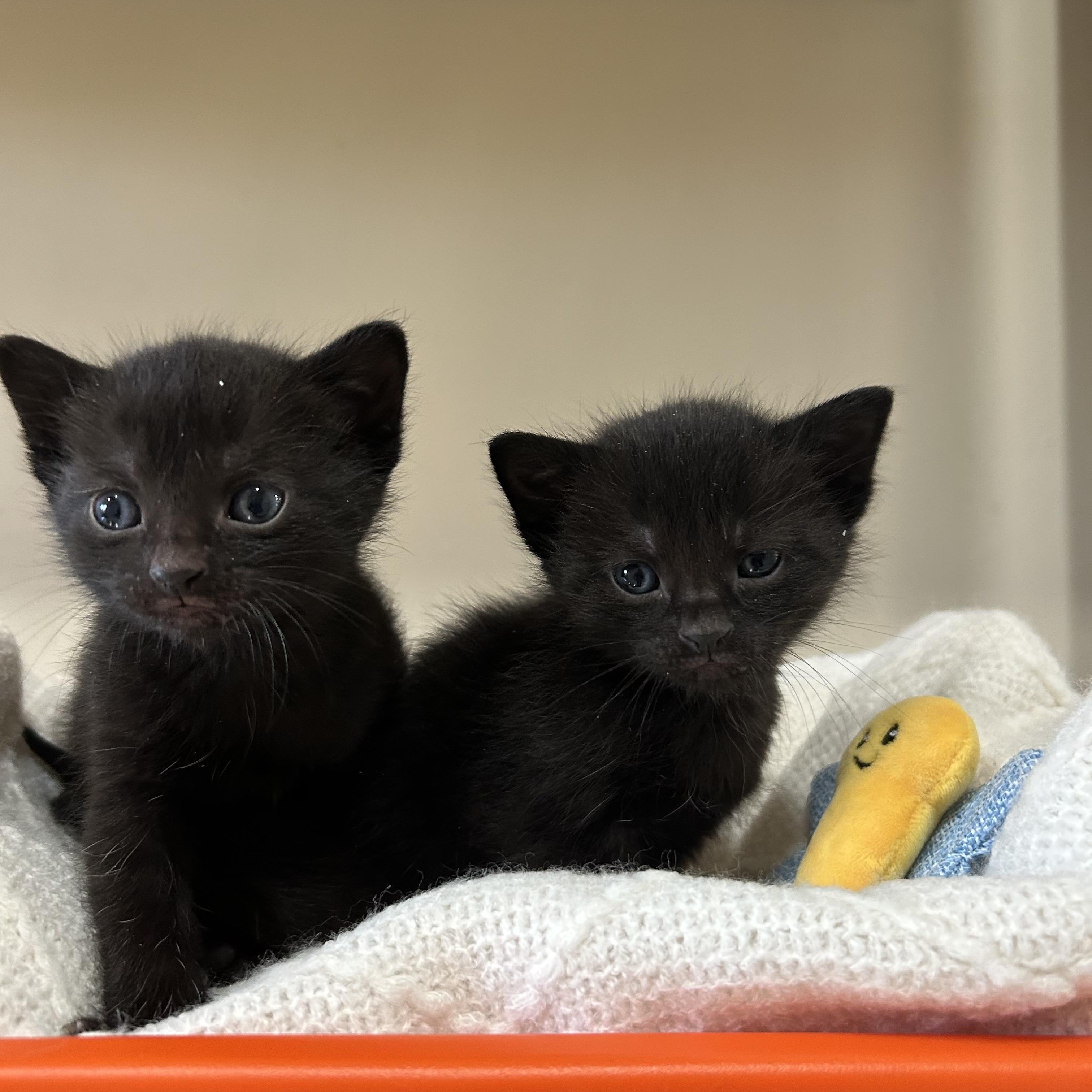 Enlarge Mia, a Adoptable Domestic Short Hair in astoria, NY image 3/5