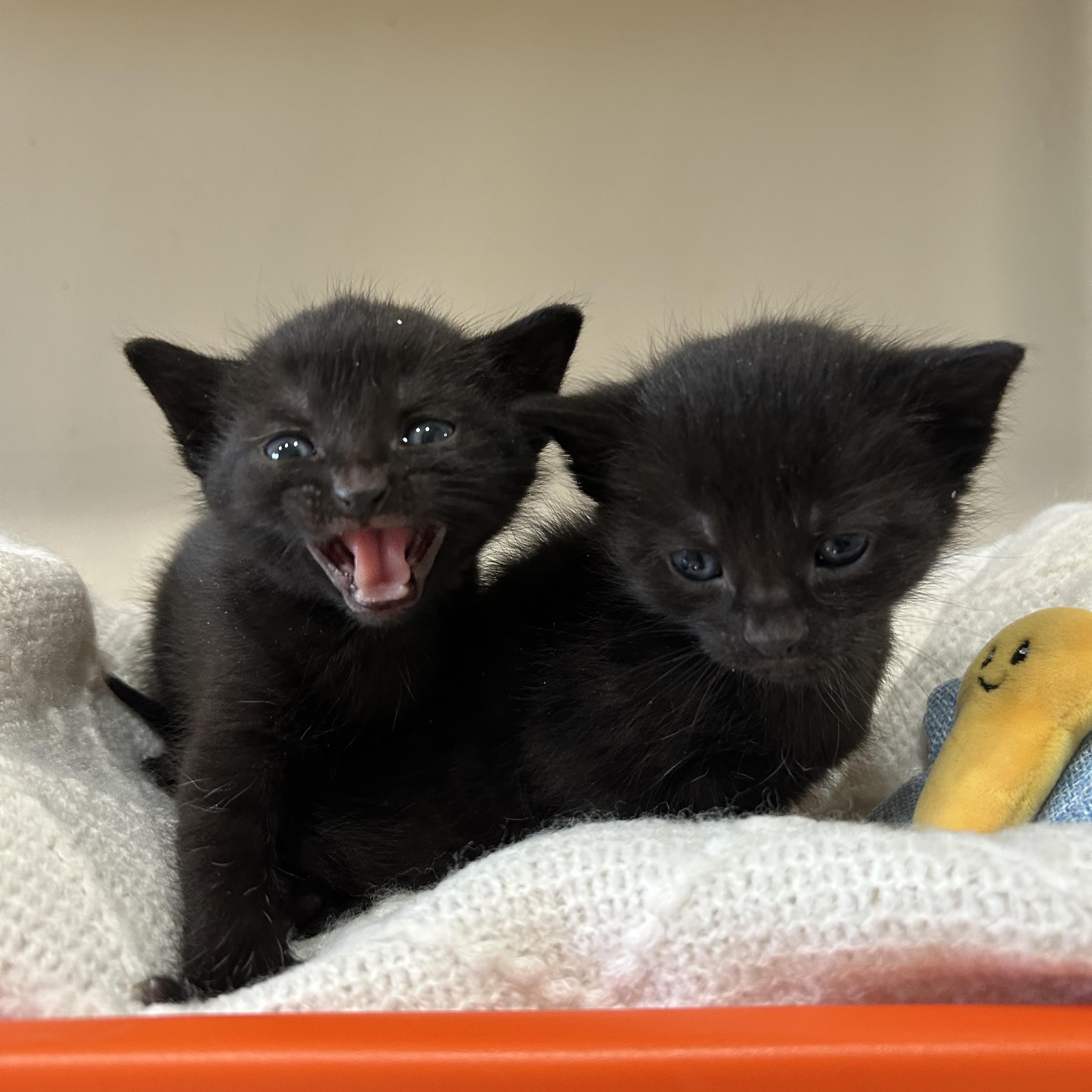Enlarge Mia, a Adoptable Domestic Short Hair in astoria, NY image 4/5