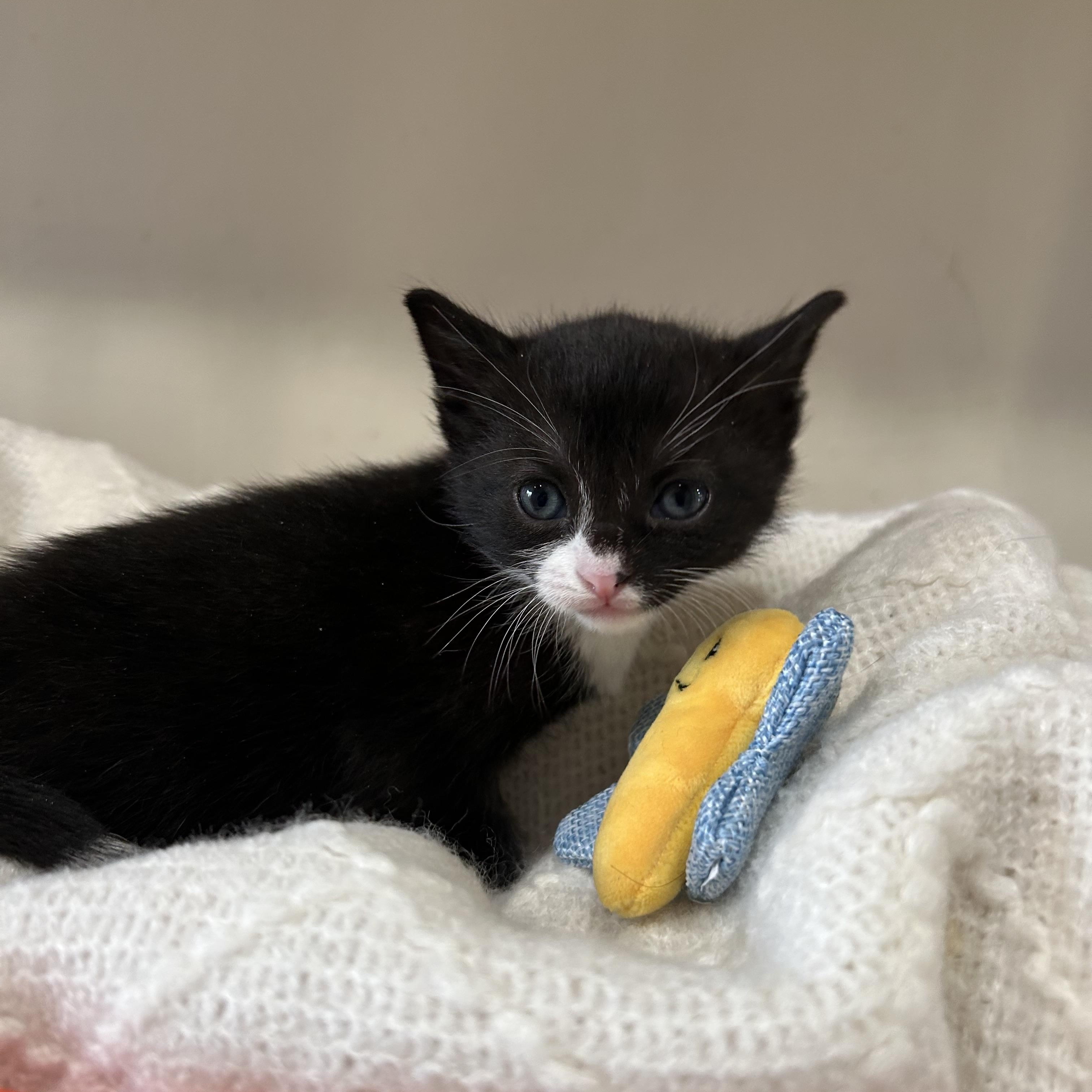 Enlarge Mia, a Adoptable Domestic Short Hair in astoria, NY image 2/5