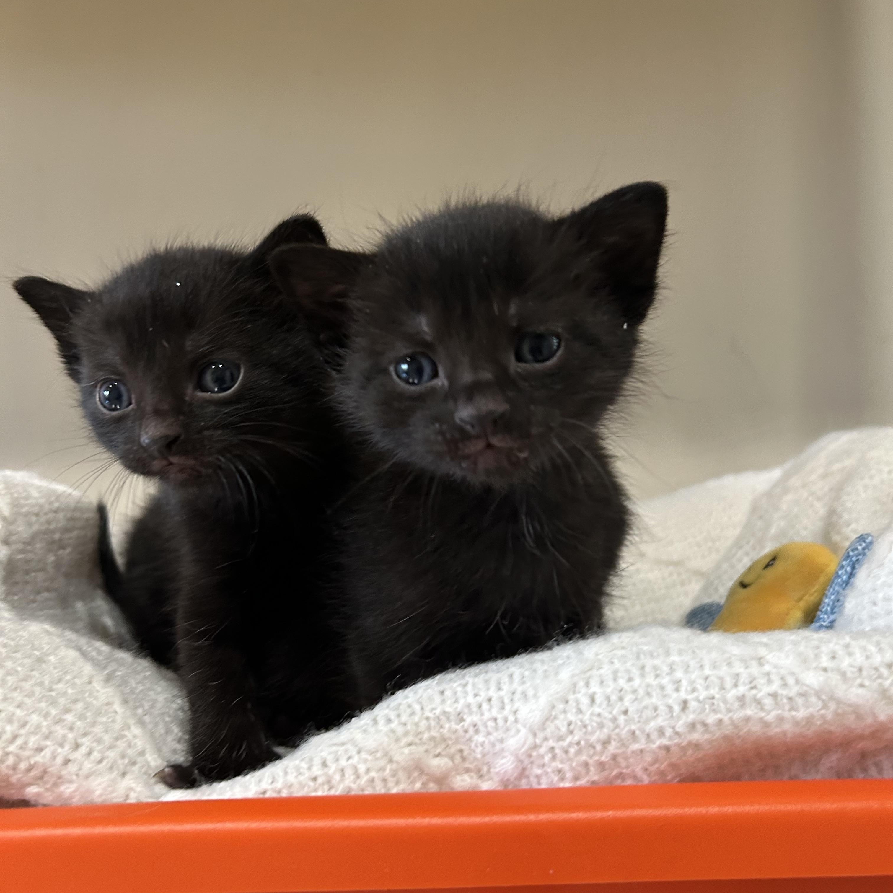 Enlarge Mia, a Adoptable Domestic Short Hair in astoria, NY image 5/5