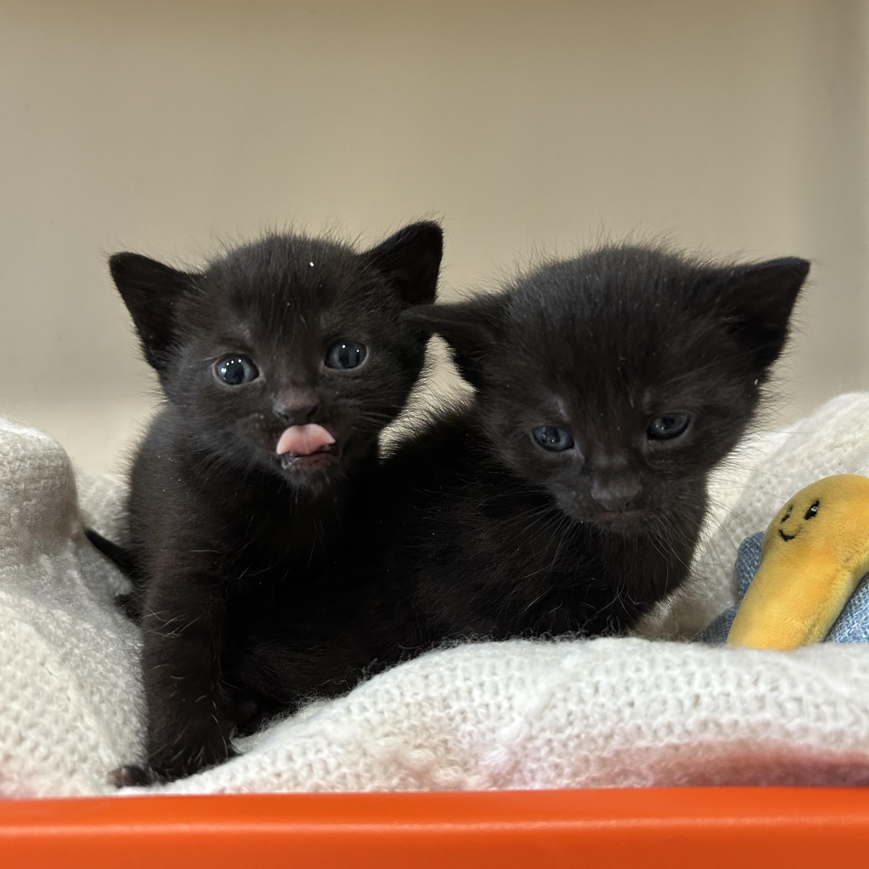 Mia, Adoptable, Kitten Male Domestic Short Hair.