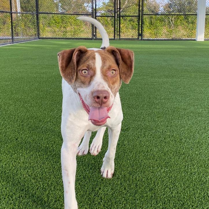 Rufus, Adoptable, Young Male Mixed Breed.