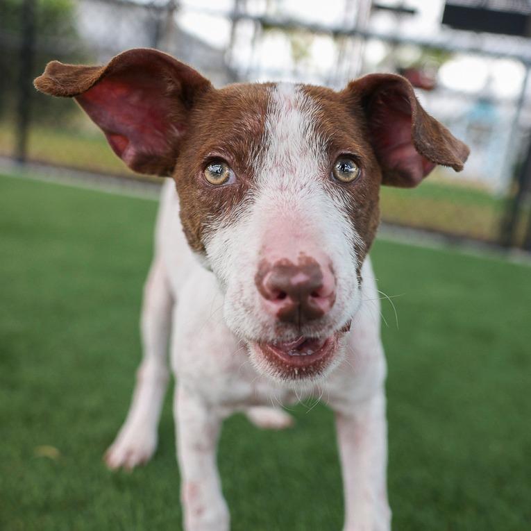Rufus, Adoptable, Young Male Mixed Breed.
