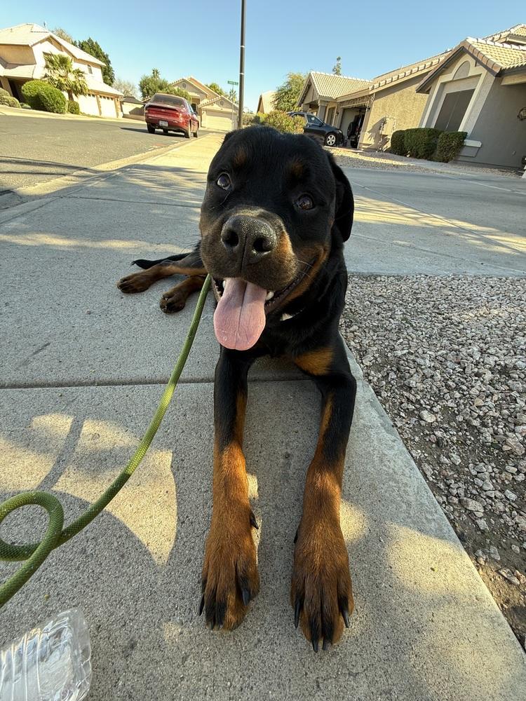 Otis, Adoptable, Puppy Male Rottweiler.