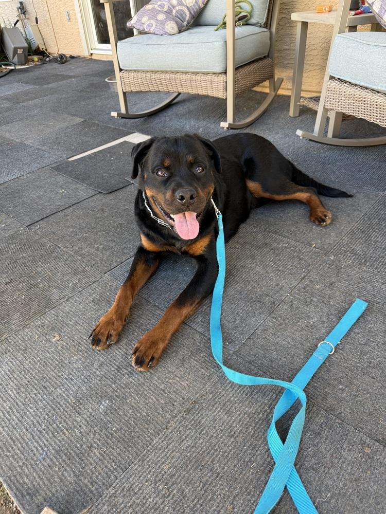 Enlarge Otis, a Adoptable Rottweiler in Gilbert, AZ image 2/5