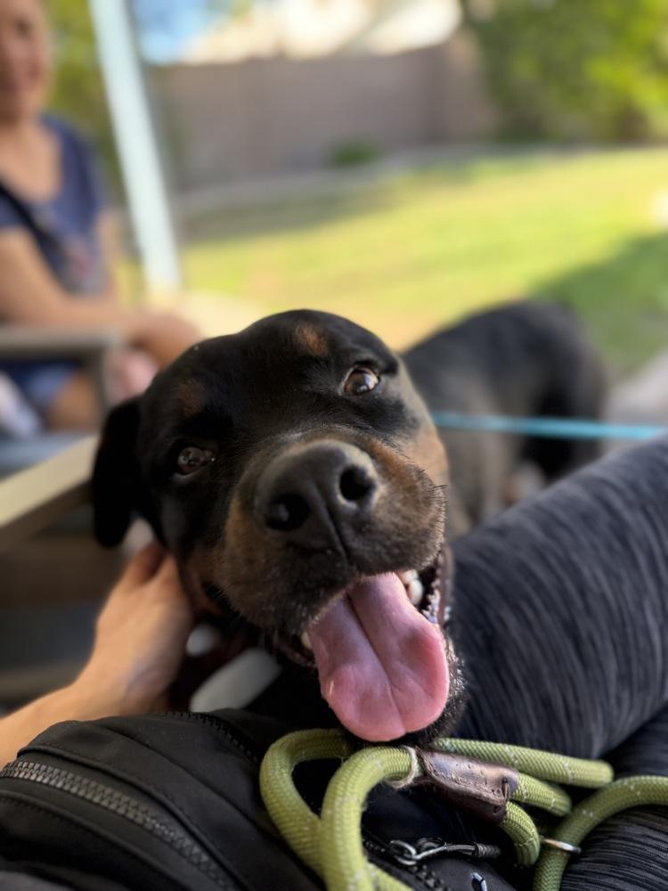 Enlarge Otis, a Adoptable Rottweiler in Gilbert, AZ image 3/5