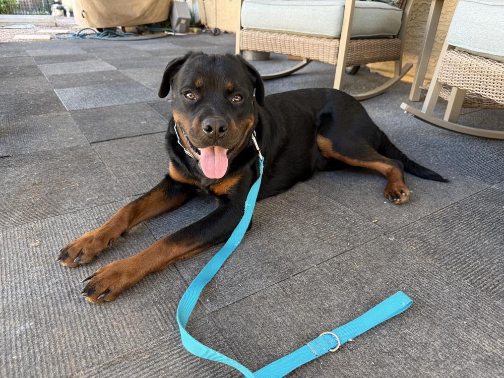 Enlarge Otis, a Adoptable Rottweiler in Gilbert, AZ image 4/5