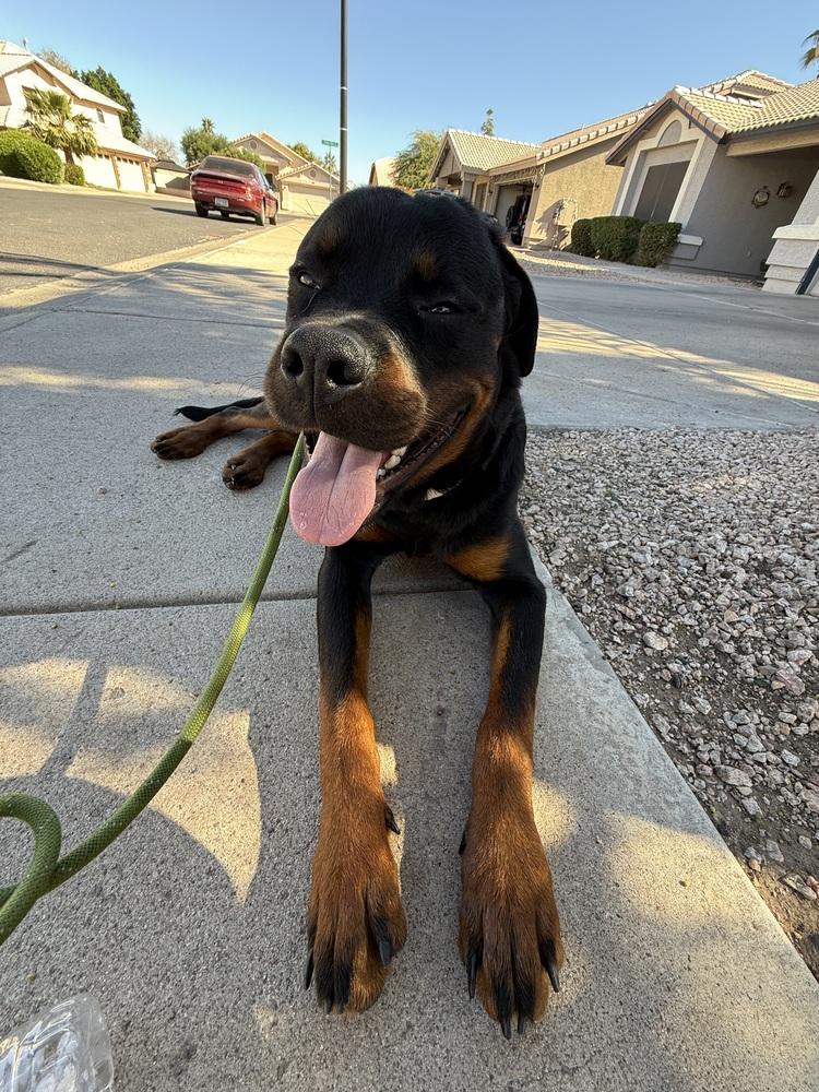 Enlarge Otis, a Adoptable Rottweiler in Gilbert, AZ image 5/5