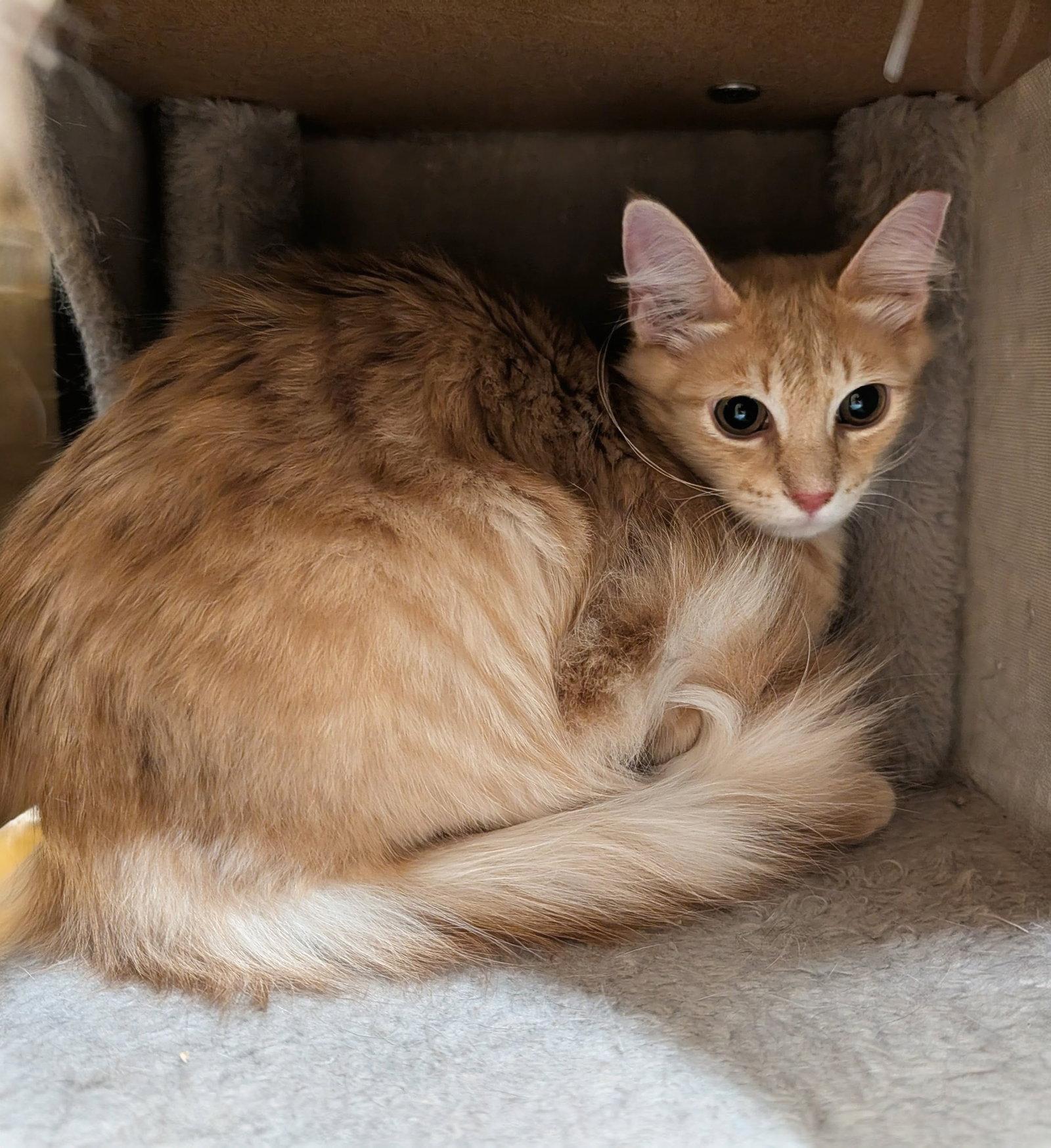 Creamsicle 10.20.25, Adoptable, Young Male Domestic Medium Hair.