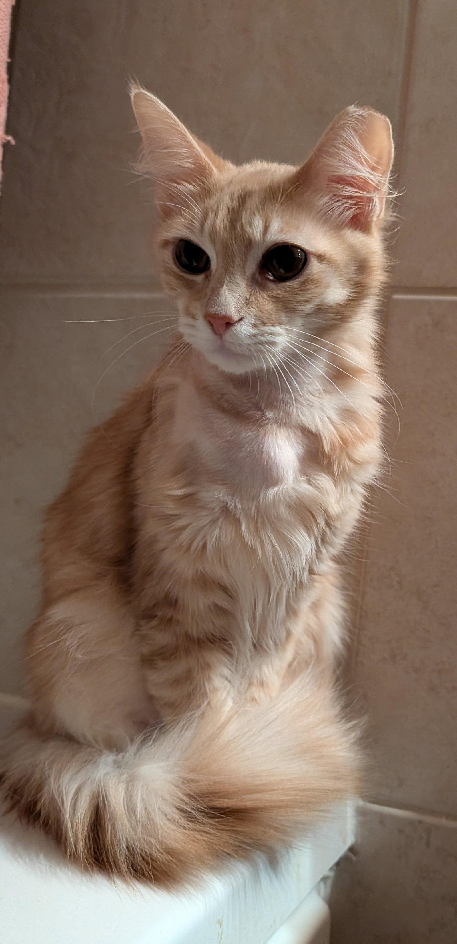 Enlarge Creamsicle 10.20.25, a Adoptable Domestic Medium Hair in Apopka, FL image 2/2