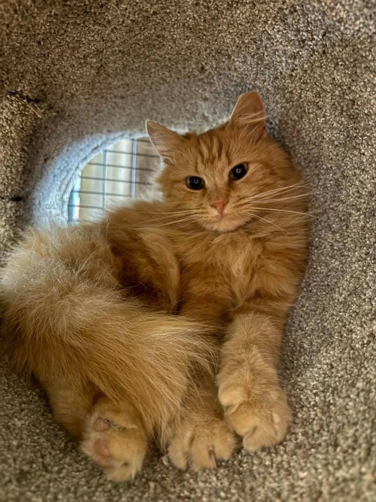 Buddy, Adopted, Young Male Tabby & Domestic Medium Hair.