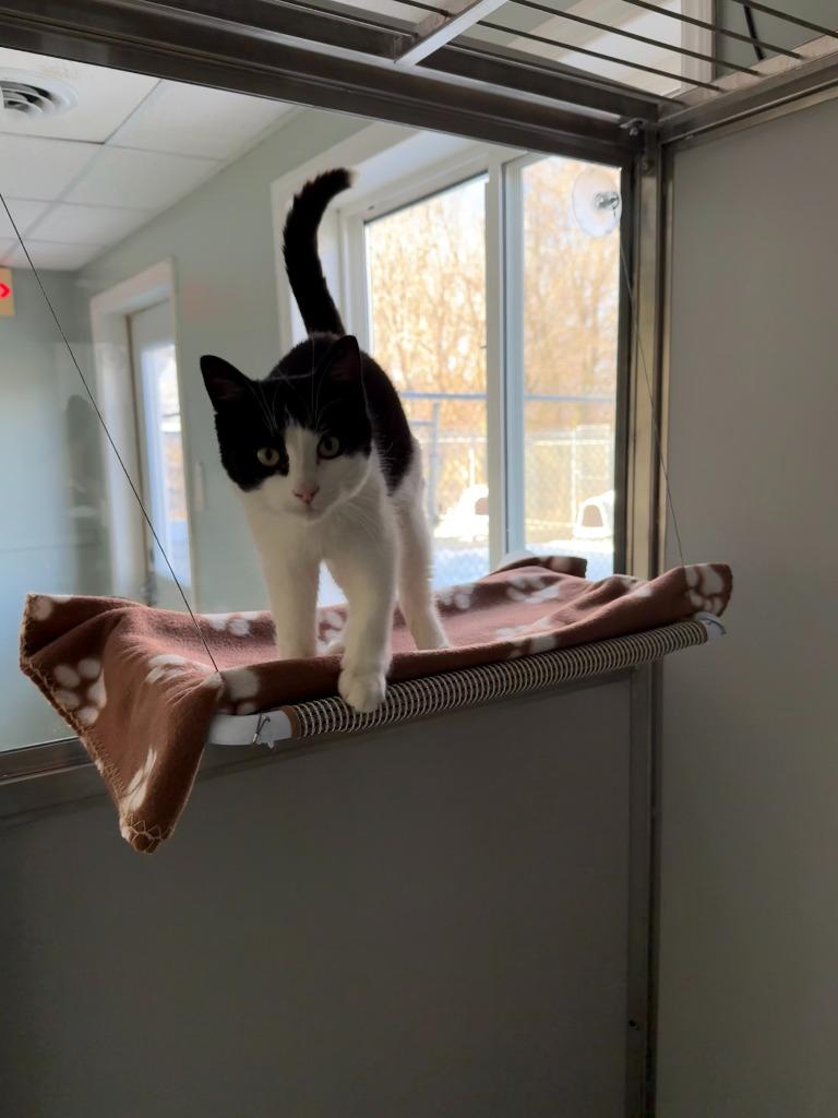 Polaris, Adoptable, Young Male Domestic Short Hair.