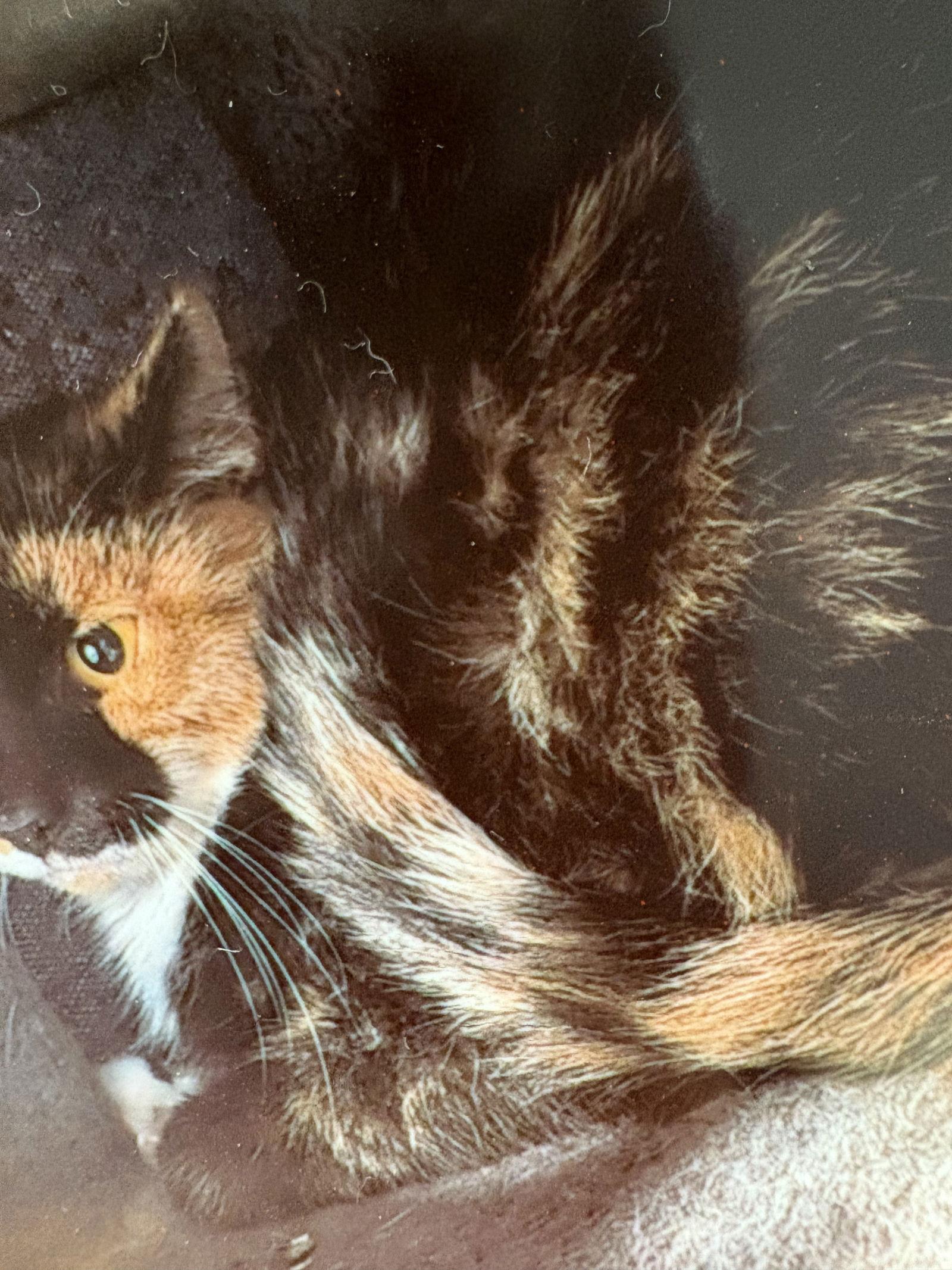 Maggie, Adoptable, Young Female Calico & Domestic Short Hair.