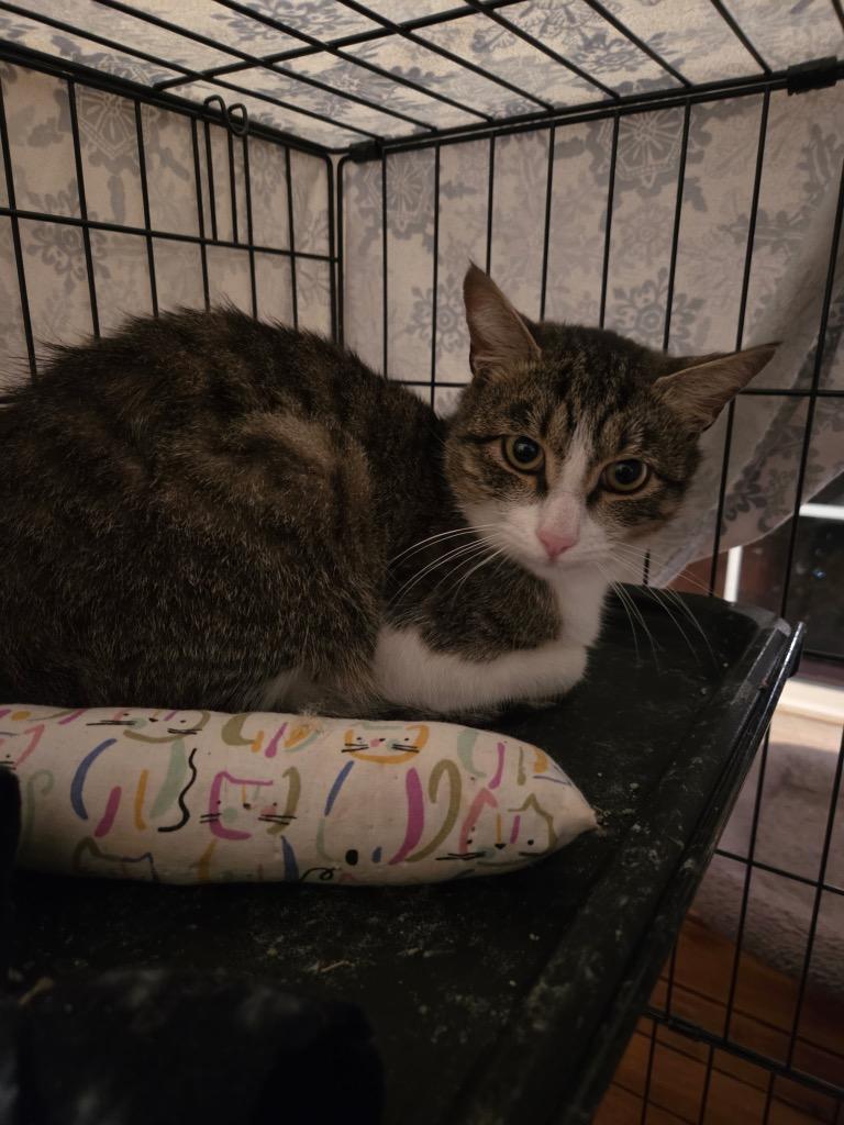 Gilligan, Adoptable, Young Male Domestic Short Hair.