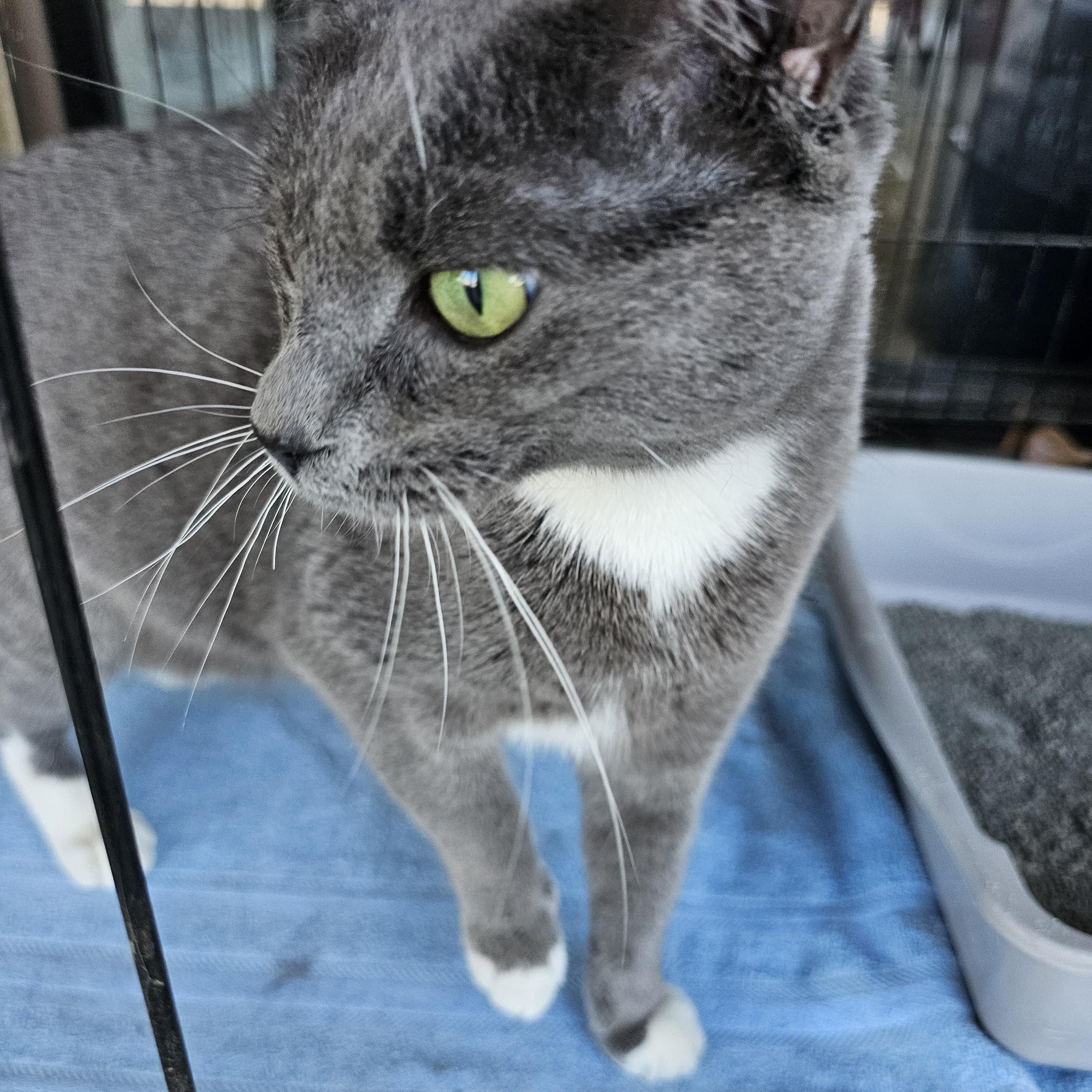 Enlarge Tinkerbell, a ADOPTABLE Domestic Short Hair in Lumberton, NC image 3/3