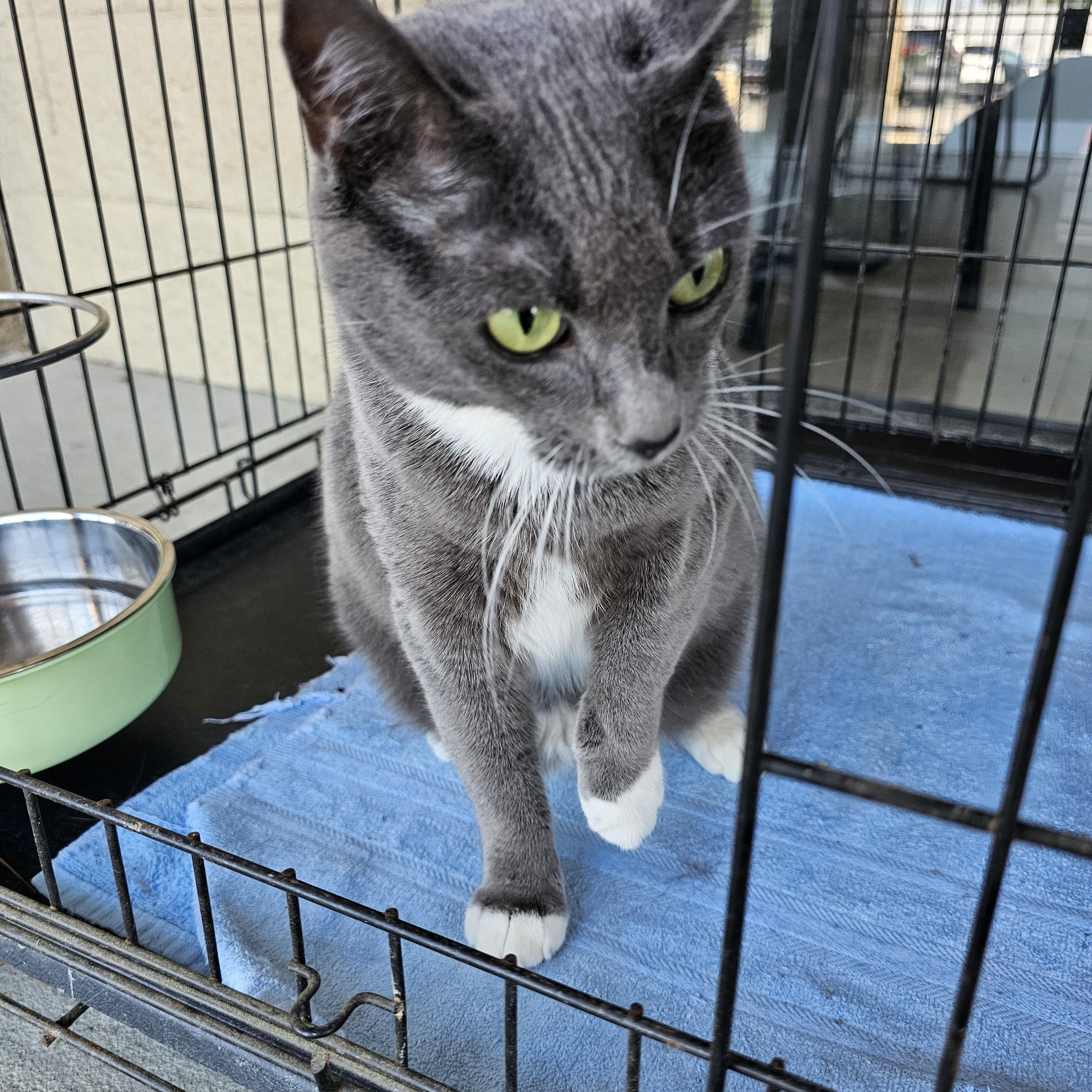 Enlarge Tinkerbell, a ADOPTABLE Domestic Short Hair in Lumberton, NC image 2/3