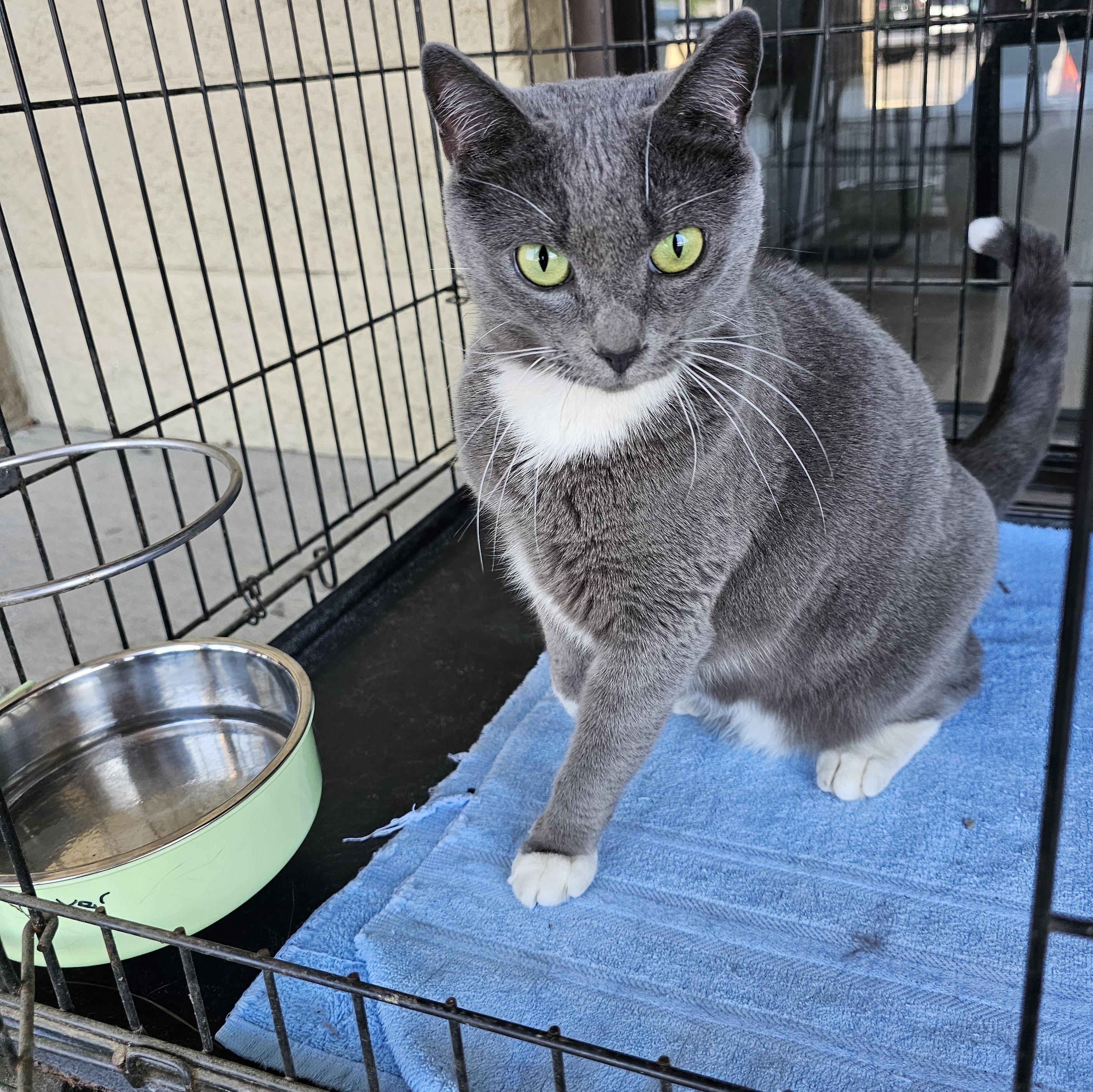 Tinkerbell, ADOPTABLE, Adult Female Domestic Short Hair.