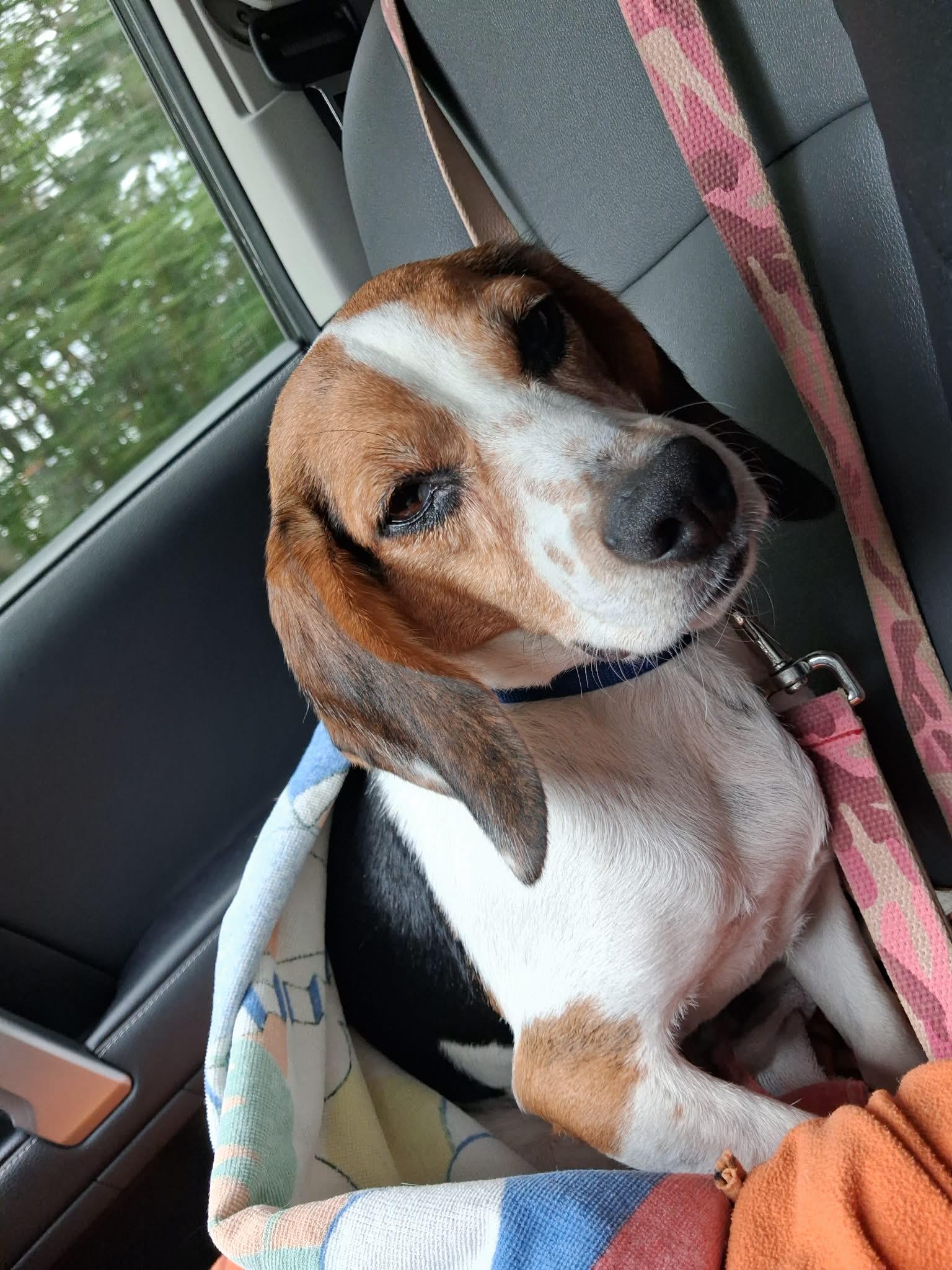 Bella, Adoptable, Adult Female Beagle.