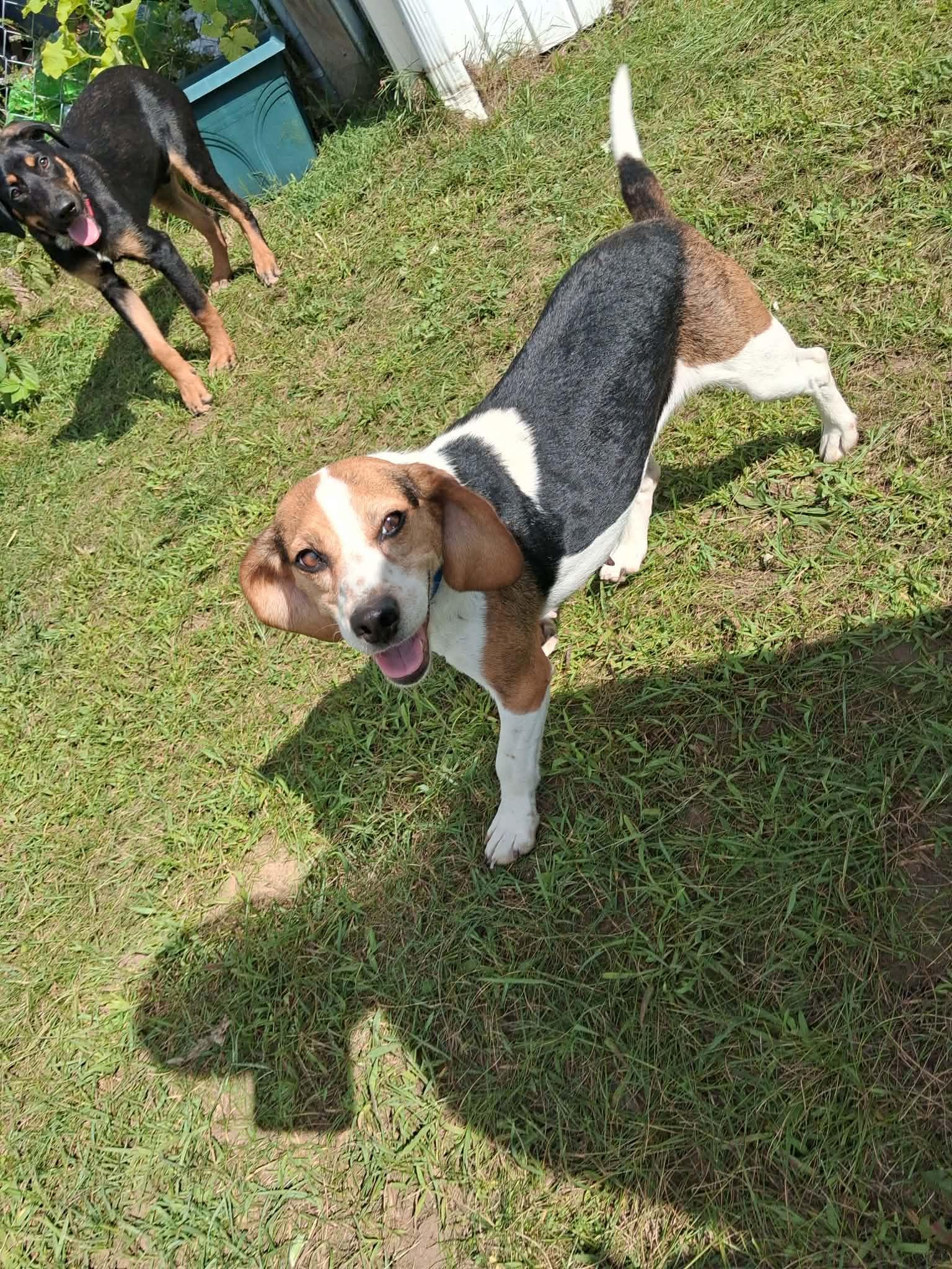 Enlarge Bella, a Adoptable Beagle in East Amherst, NY image 2/5