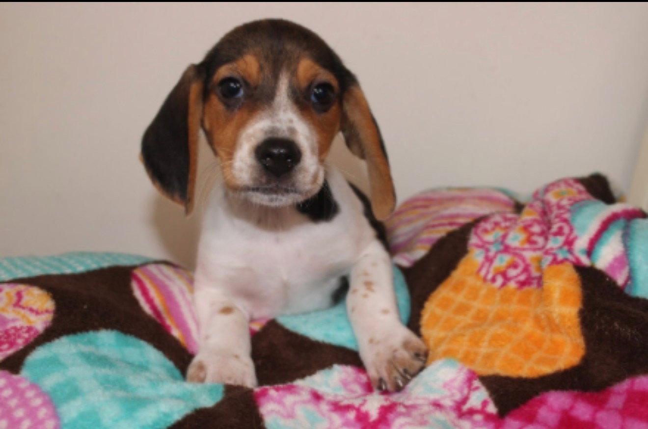 Enlarge Raquel, a Adoptable Mixed Breed in Tenafly, NJ image 1/1