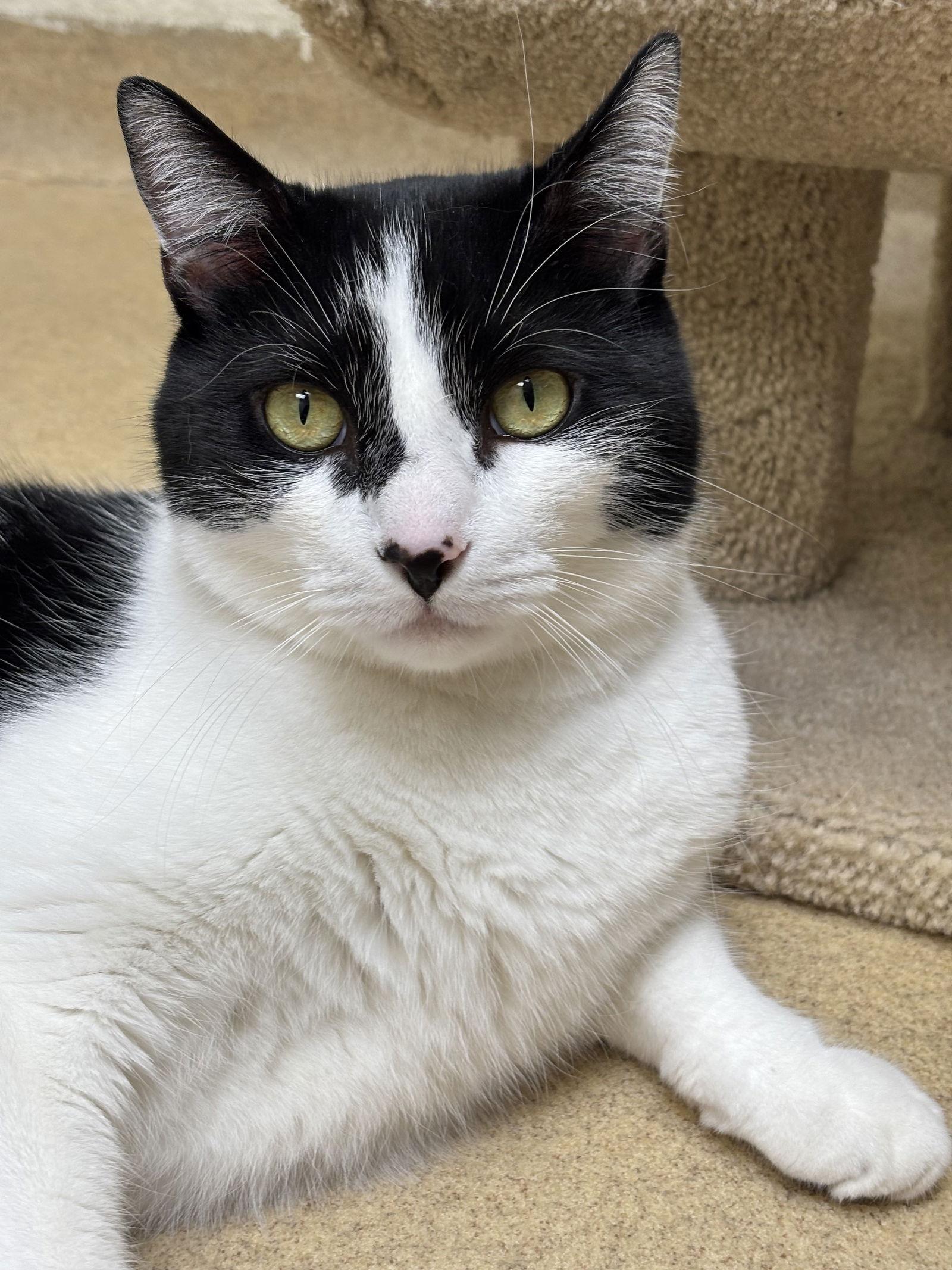 Magic, Adoptable, Adult Male Domestic Short Hair.