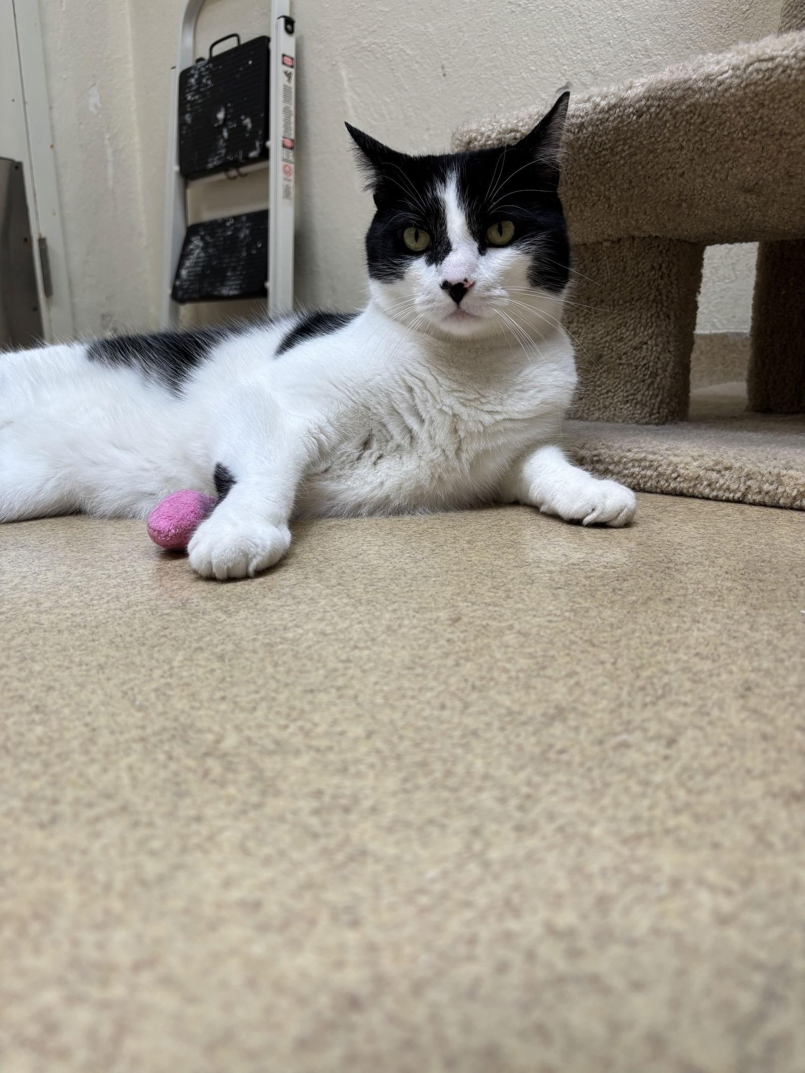 Enlarge Magic, a Adoptable Domestic Short Hair in Brick, NJ image 2/3