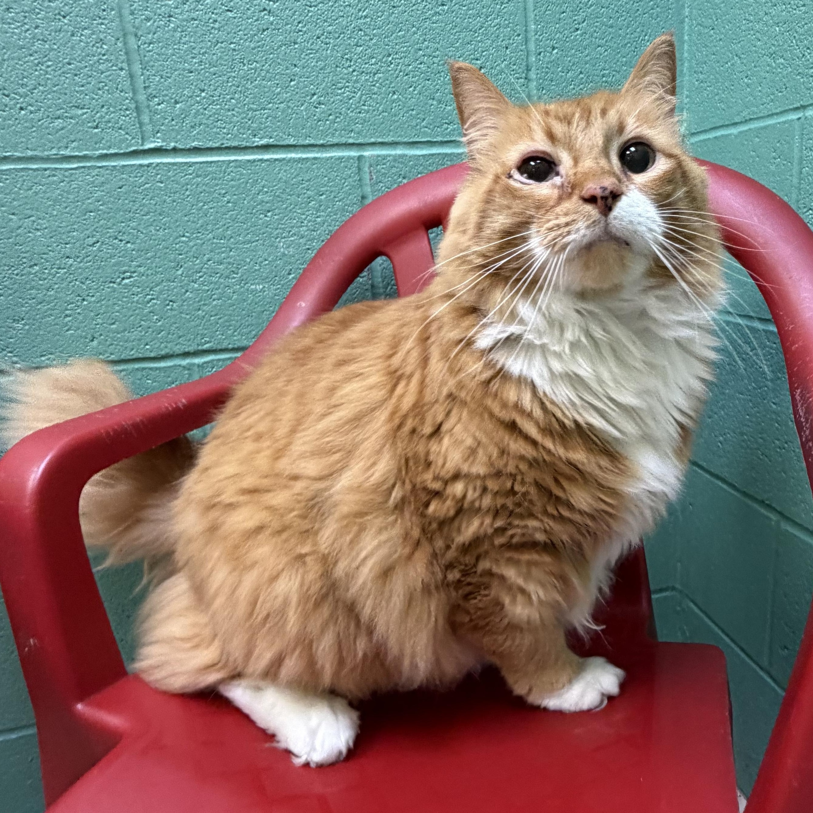 Enlarge Fat Boy, an adopted mixed breed in Latrobe, PA image 3/5