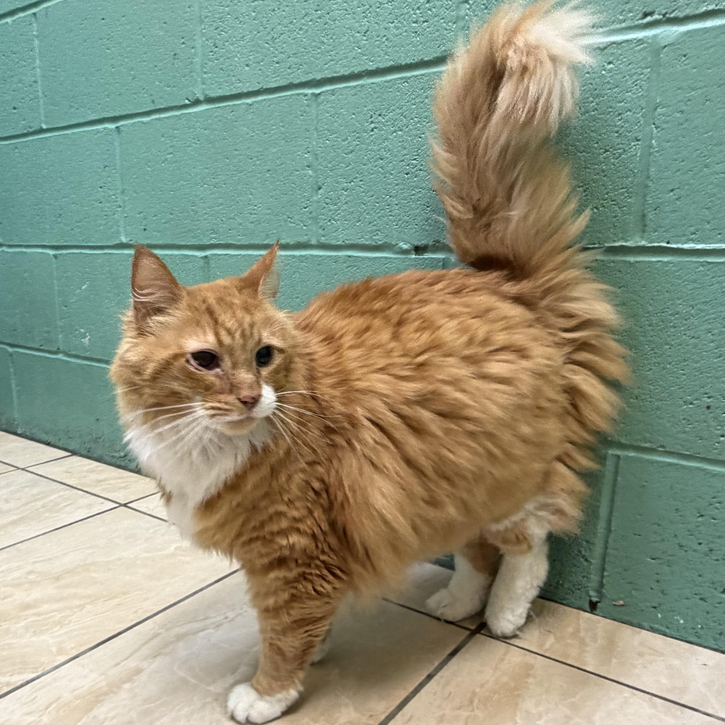 Enlarge Fat Boy, an adopted mixed breed in Latrobe, PA image 4/5