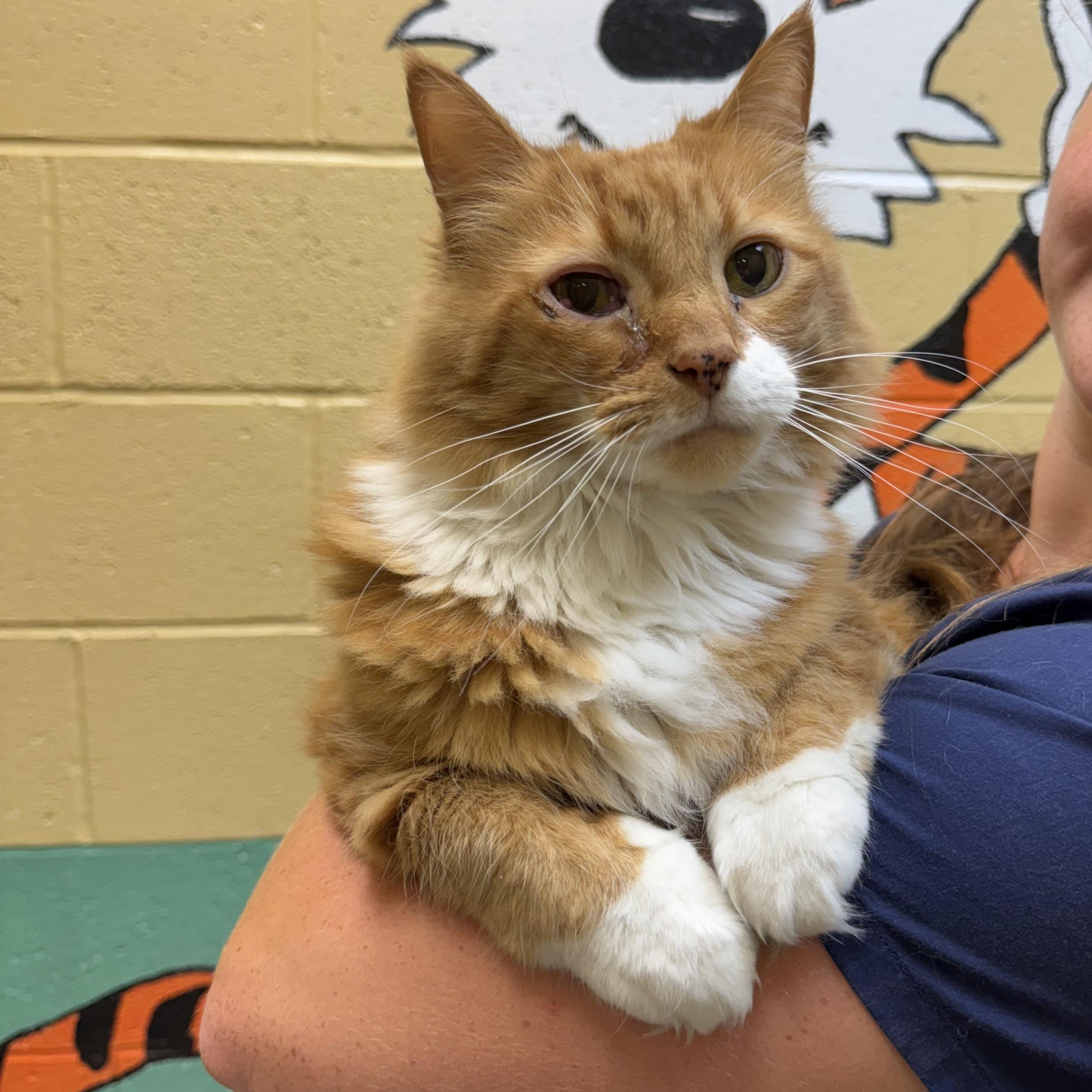 Enlarge Fat Boy, an adopted mixed breed in Latrobe, PA image 5/5