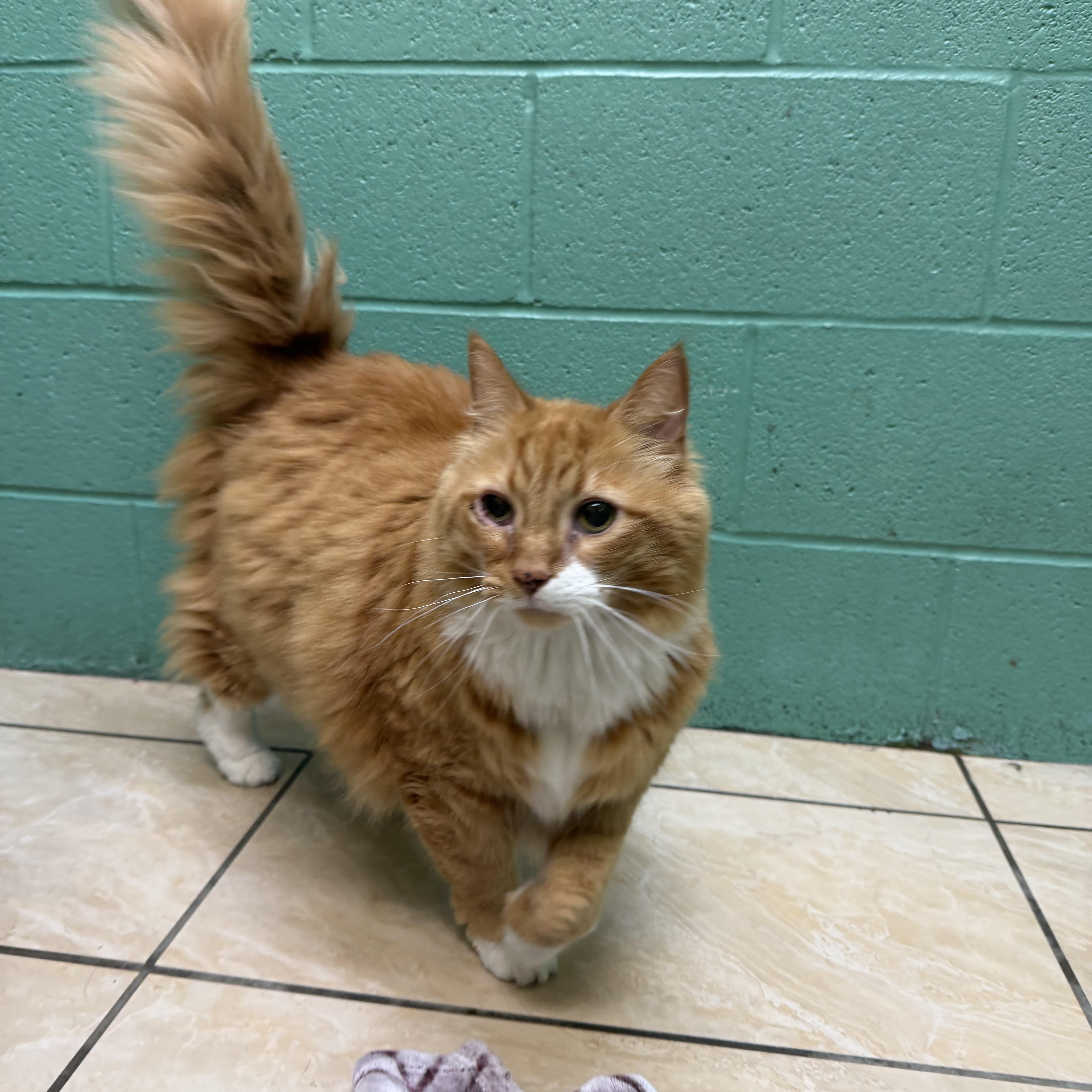 Enlarge Fat Boy, an adopted mixed breed in Latrobe, PA image 2/5