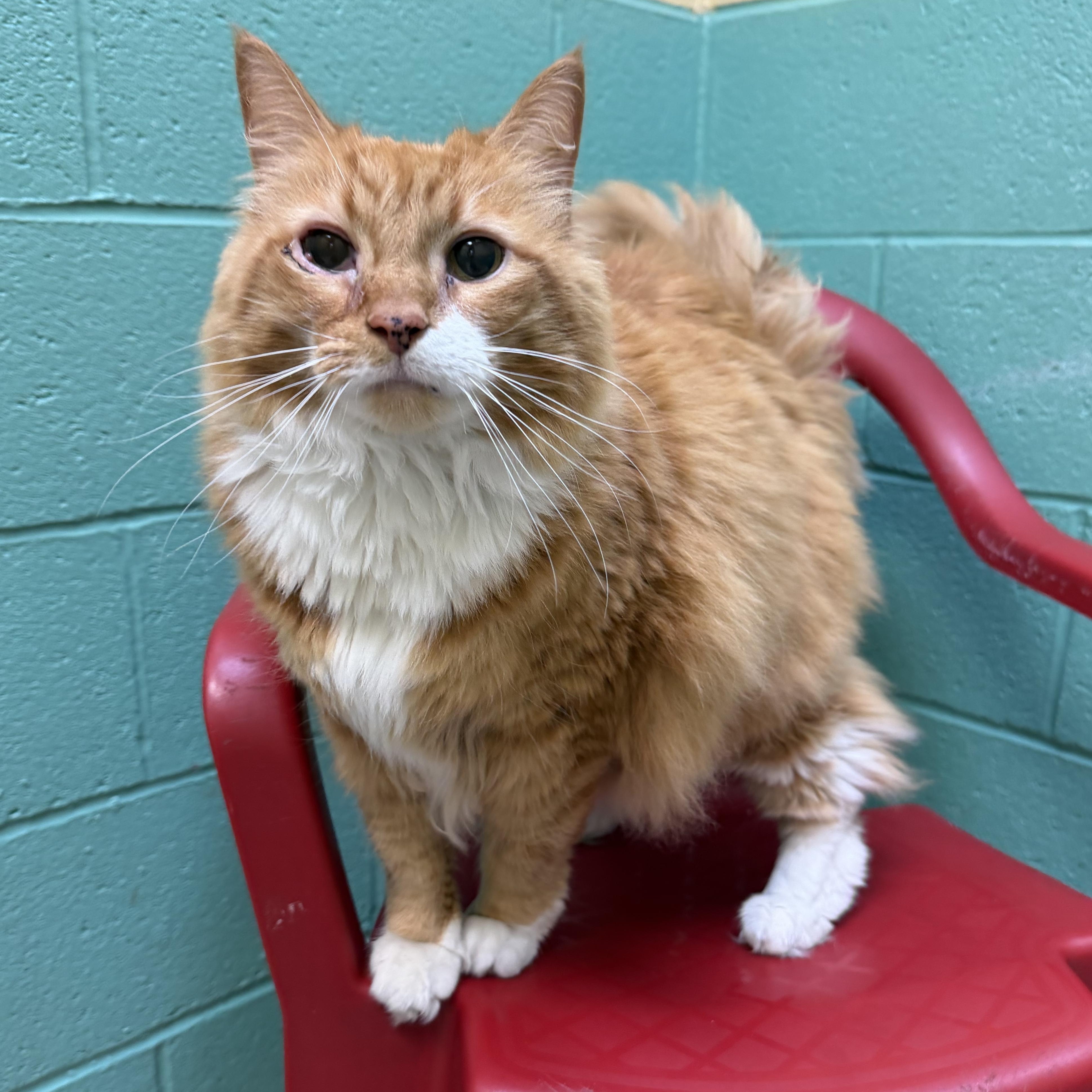 Enlarge Fat Boy, an adopted mixed breed in Latrobe, PA image 1/5
