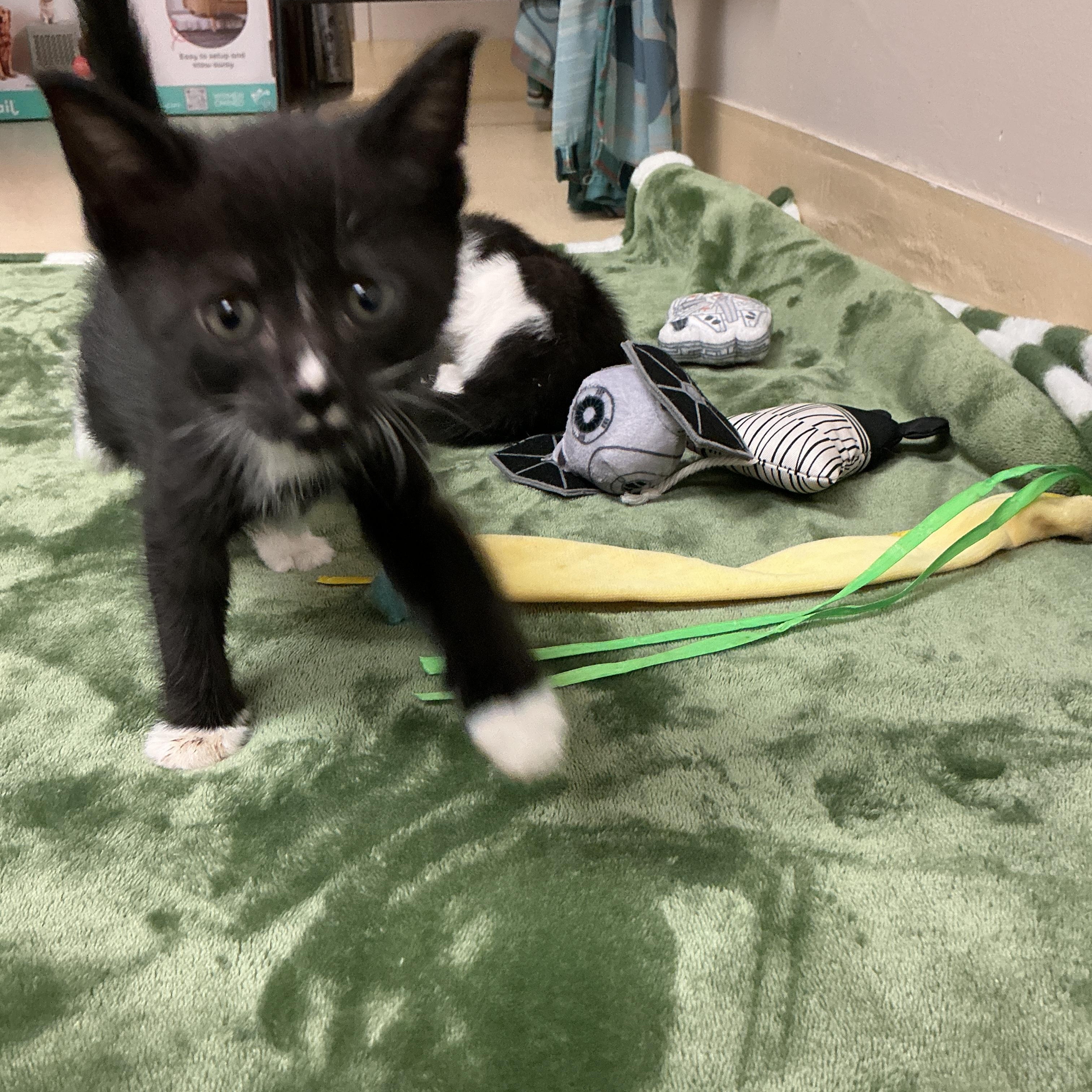 Enlarge Salt, an adopted Domestic Short Hair in thomson, GA image 2/3