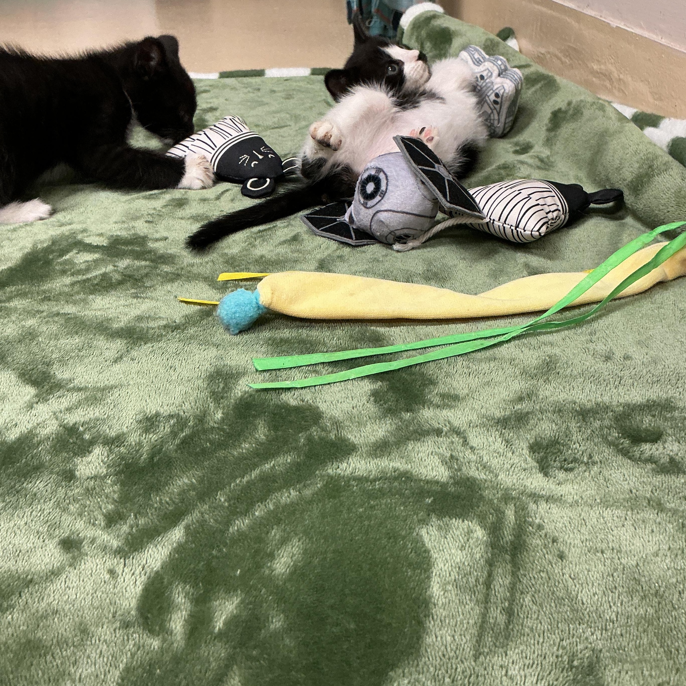 Enlarge Salt, an adopted Domestic Short Hair in thomson, GA image 1/3