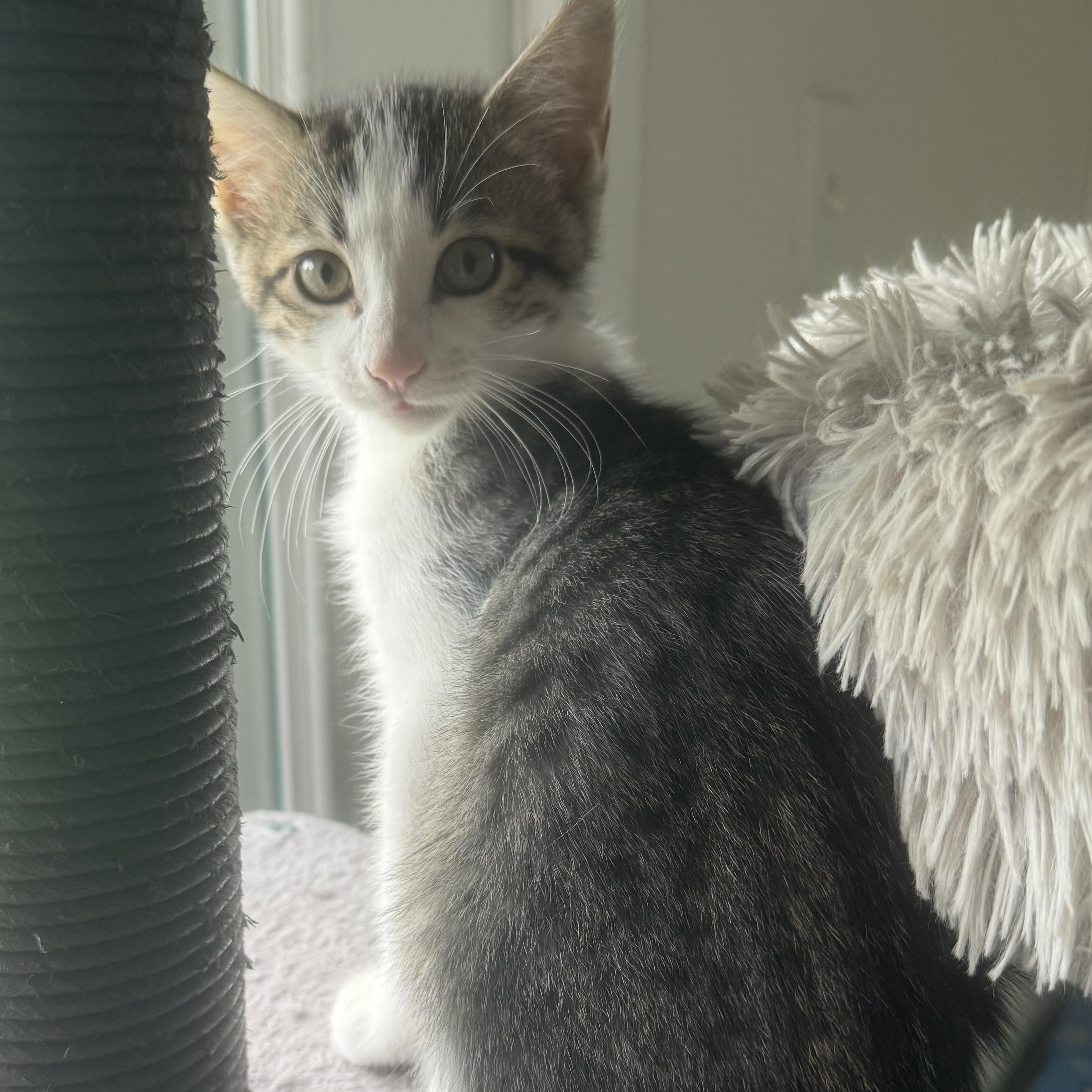Enlarge Crumble, a ADOPTABLE American Shorthair in Houston, TX image 2/3