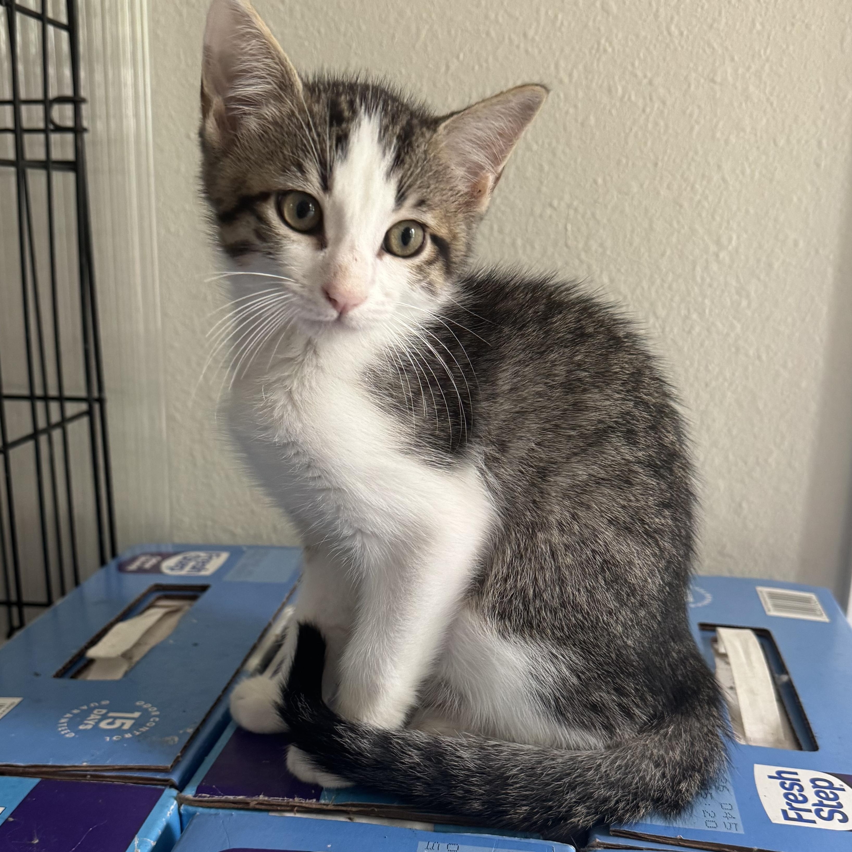 Enlarge Crumble, a ADOPTABLE American Shorthair in Houston, TX image 1/3