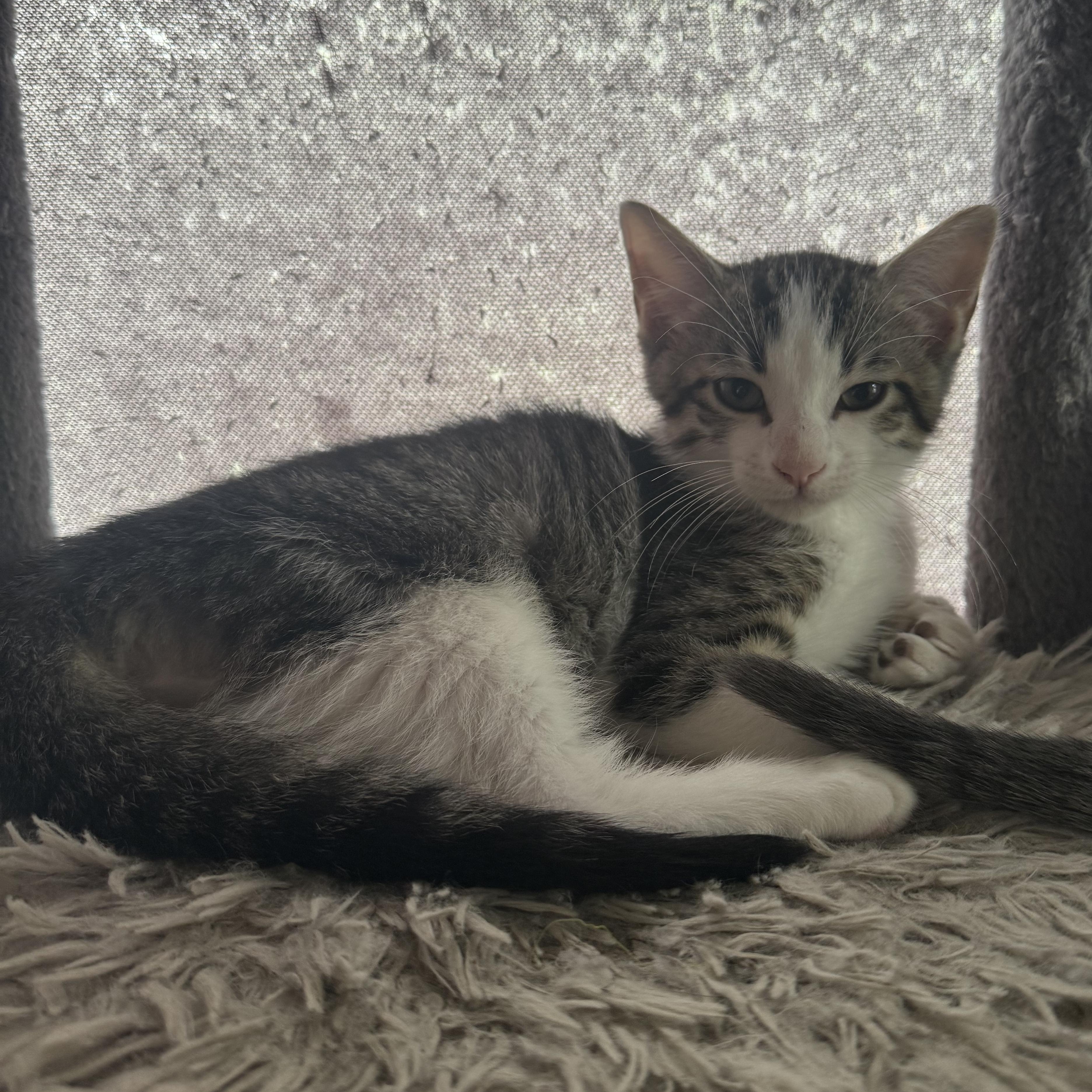 Enlarge Crumble, a ADOPTABLE American Shorthair in Houston, TX image 3/3