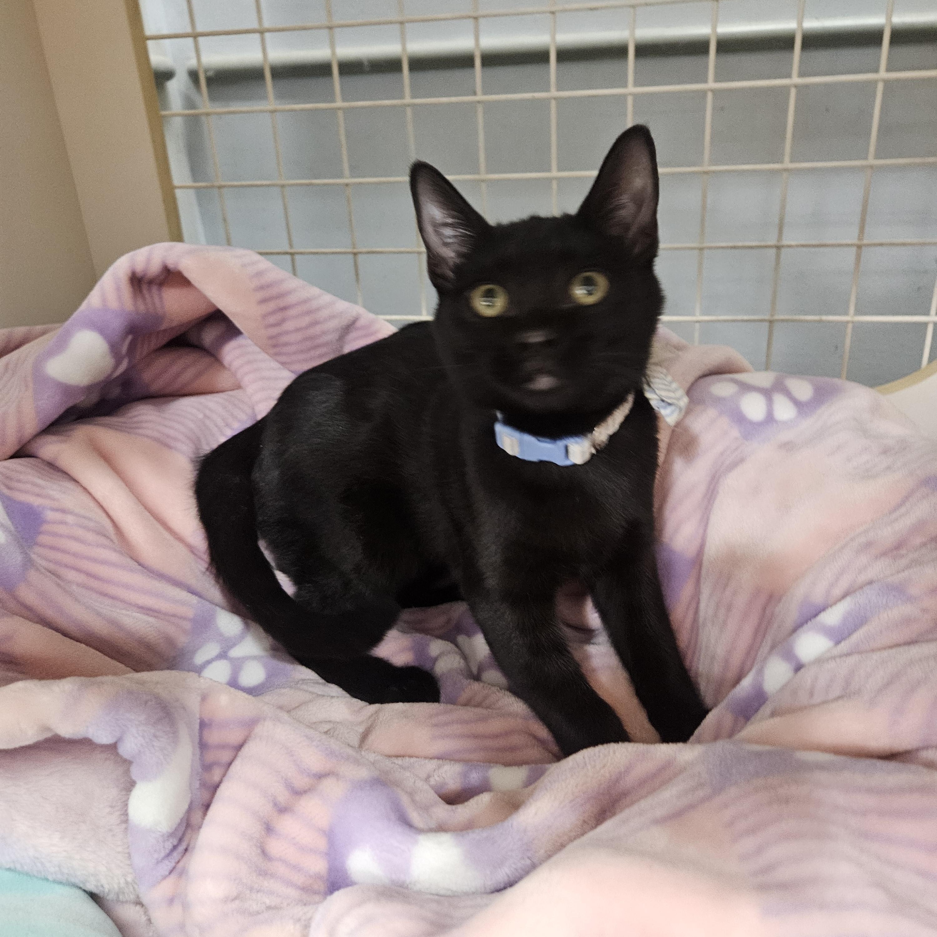 Enlarge Presley Globe, a ADOPTABLE Domestic Short Hair in Phoenix, AZ image 4/5