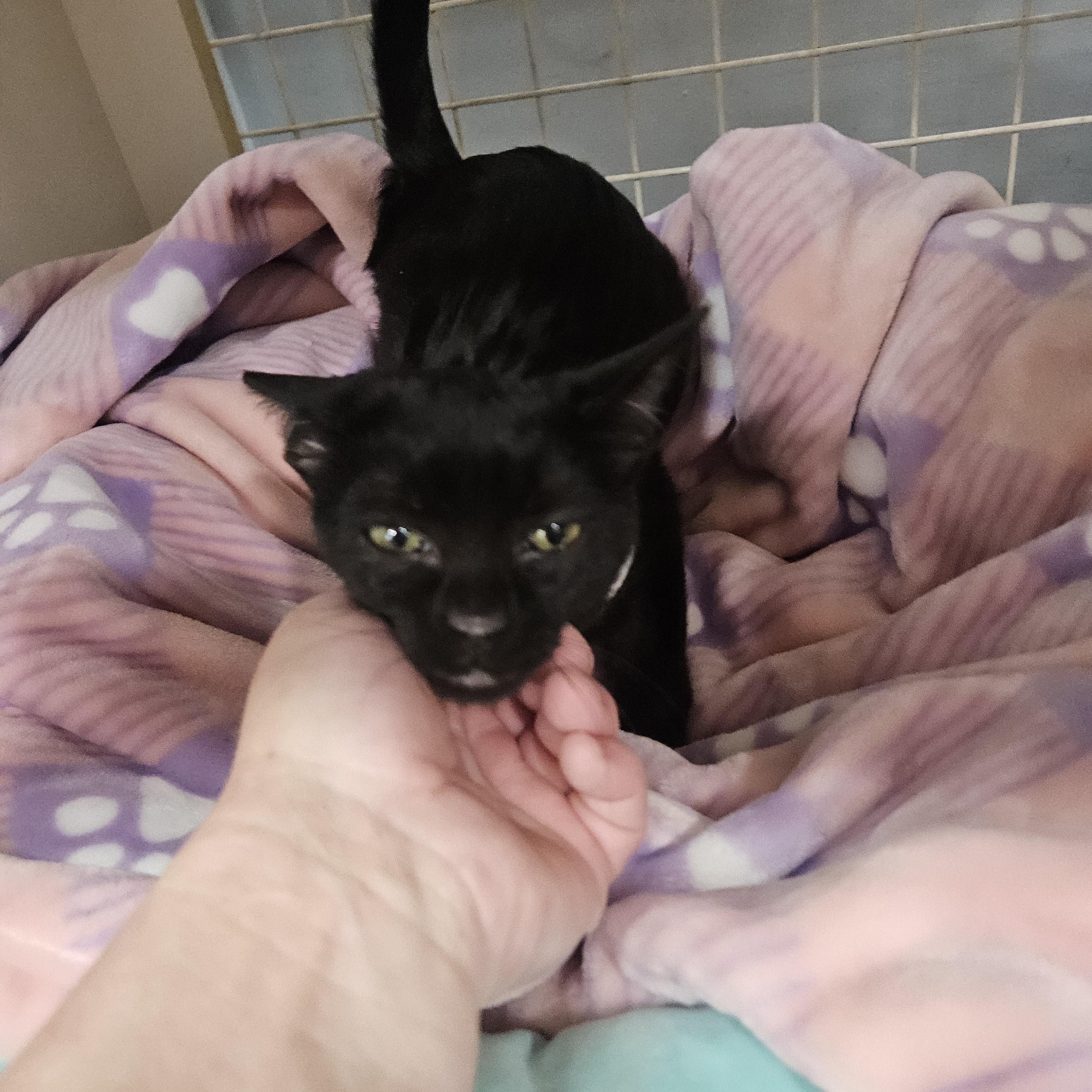 Enlarge Presley Globe, a ADOPTABLE Domestic Short Hair in Phoenix, AZ image 3/5